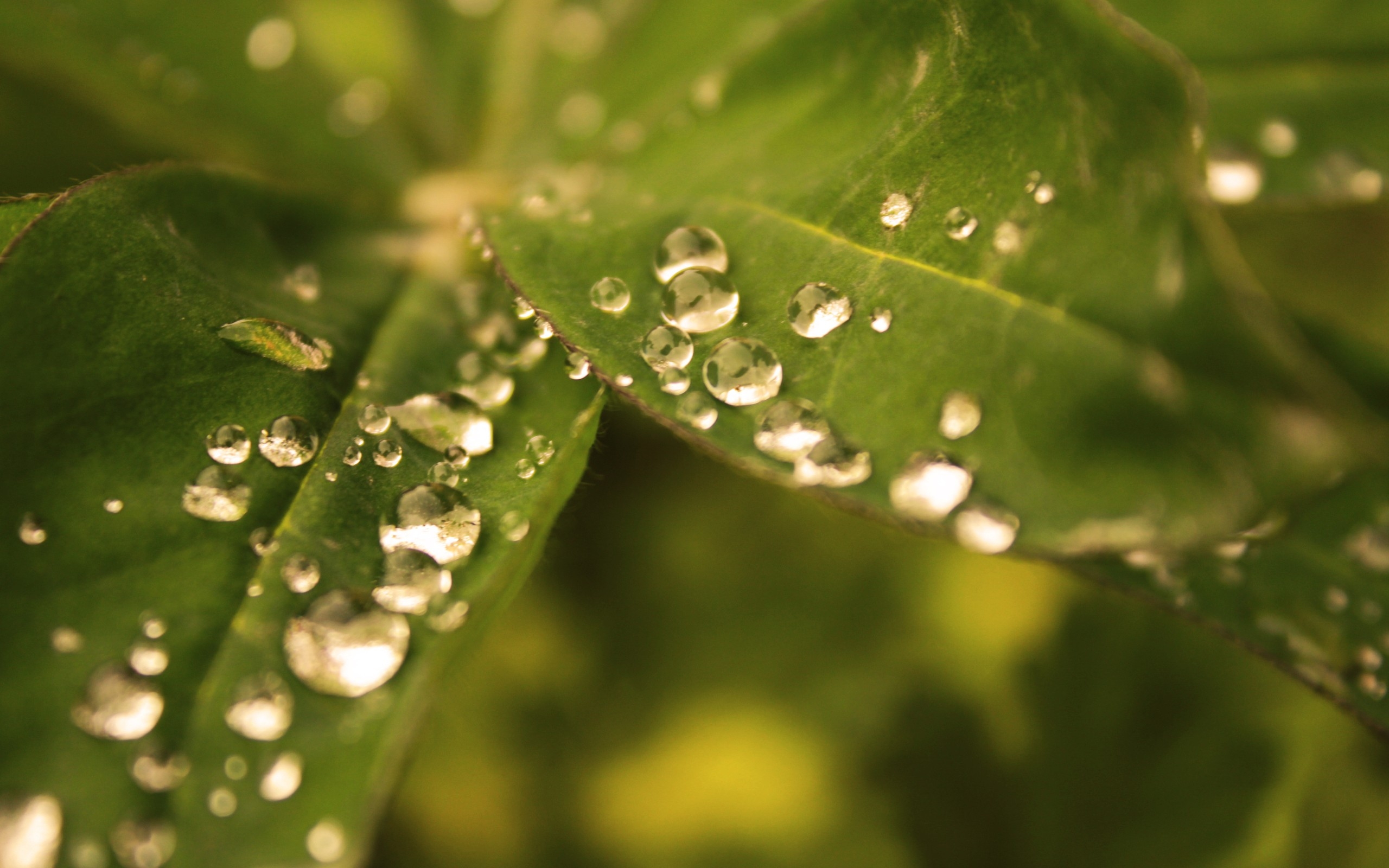 Download mobile wallpaper Nature, Macro, Leaf, Earth, Water Drop for free.