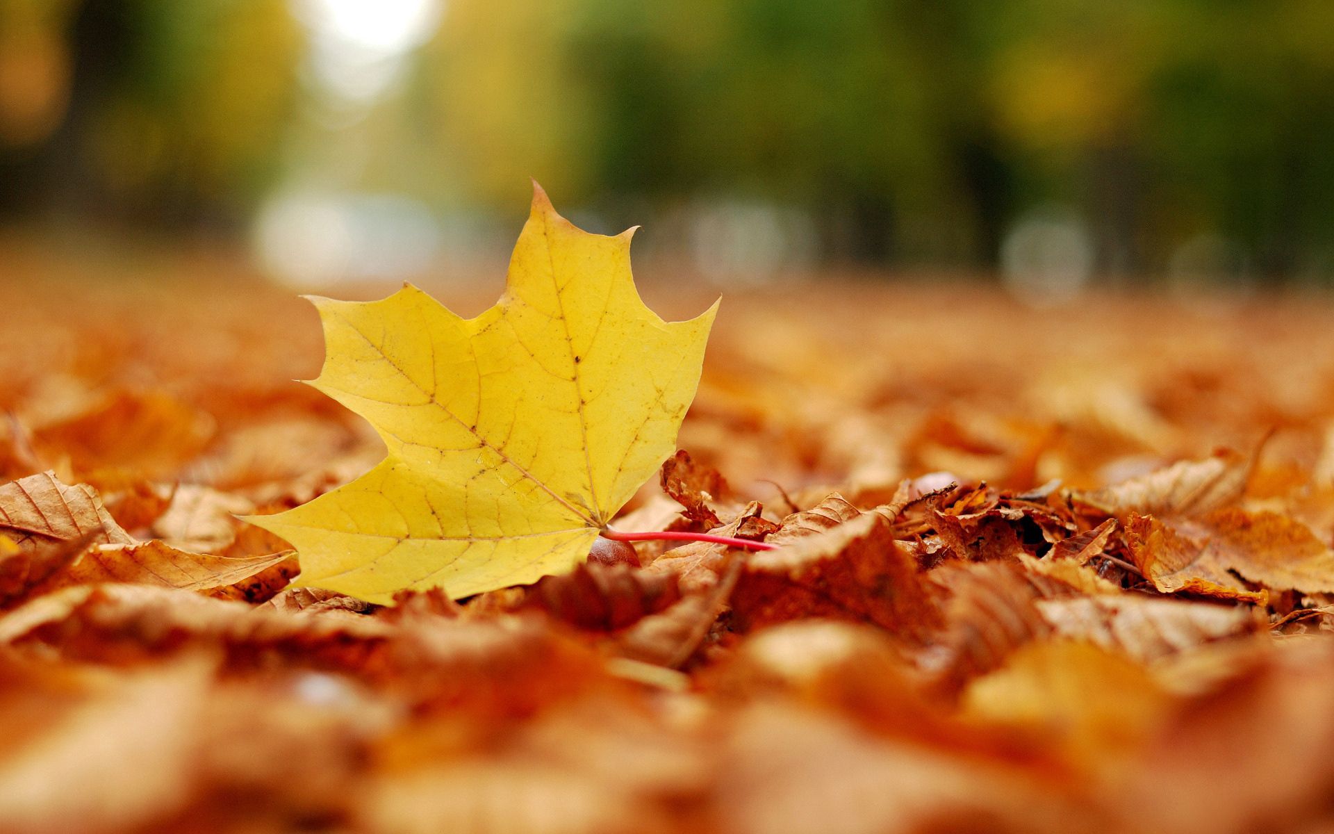無料モバイル壁紙自然, シート, メープル, 楓, 葉, 秋をダウンロードします。