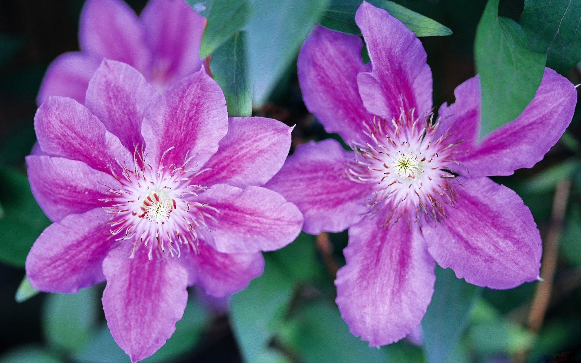 Baixe gratuitamente a imagem Flores, Violeta, Plantas na área de trabalho do seu PC