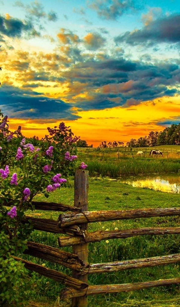 Download mobile wallpaper Landscape, Sunset, Flower, Earth, Fence, Spring, Cloud for free.