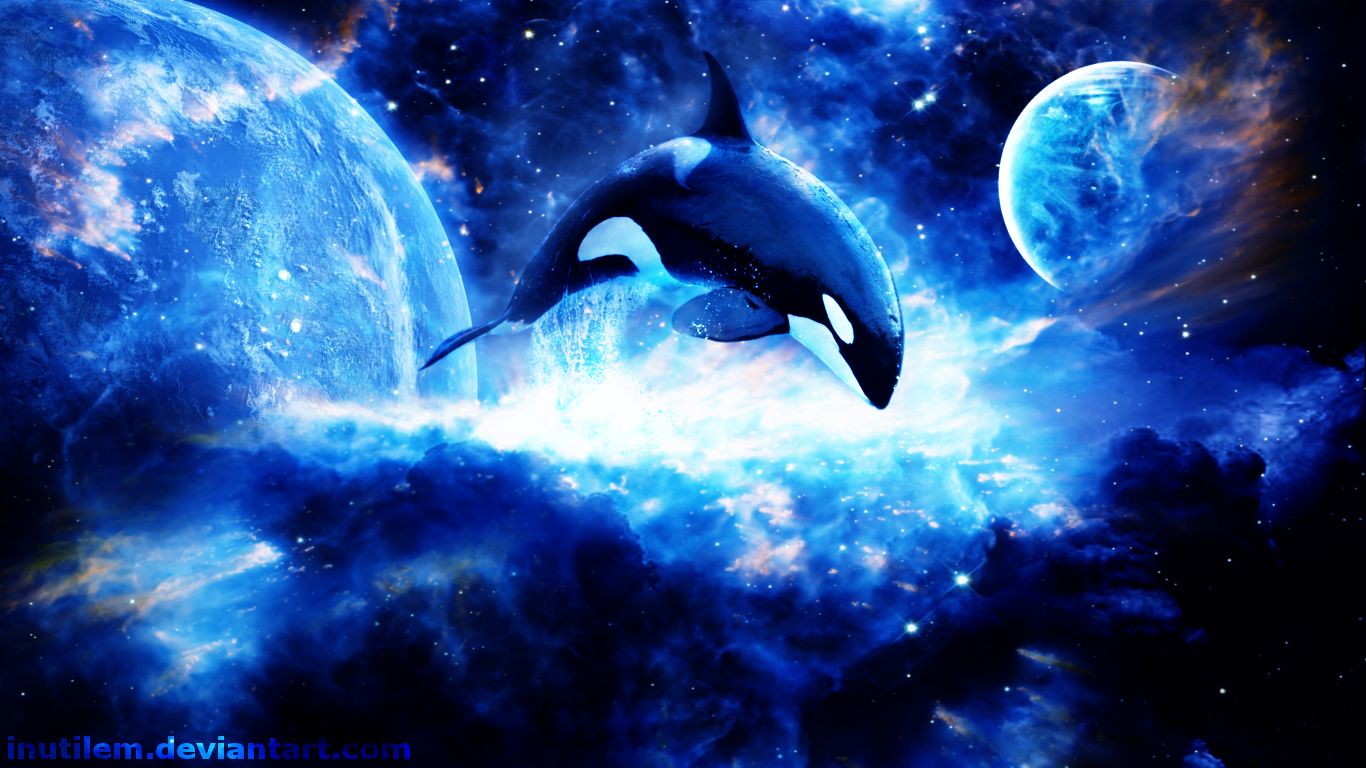 orca, animal, killer whale, space