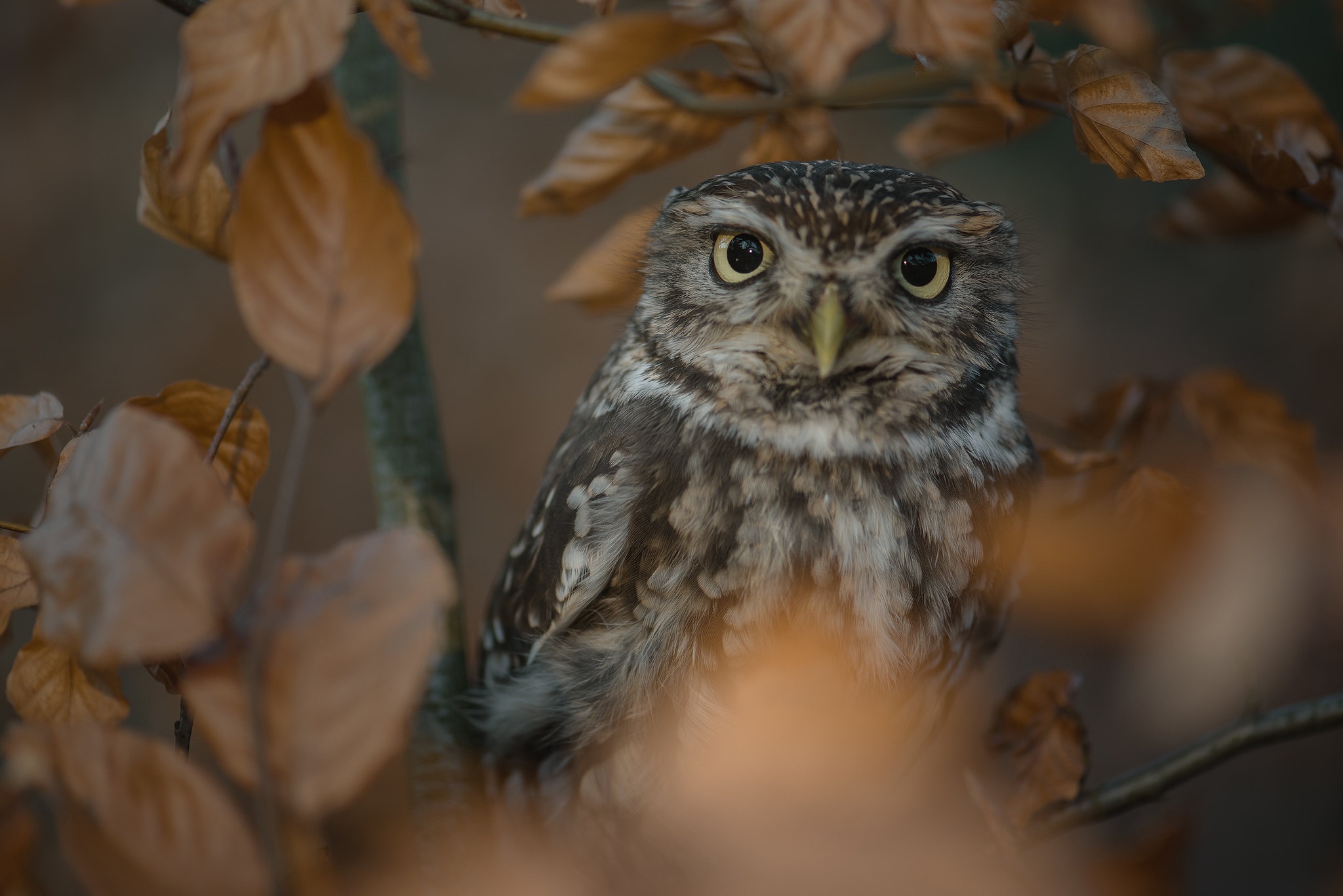 無料モバイル壁紙動物, 鳥, フクロウをダウンロードします。