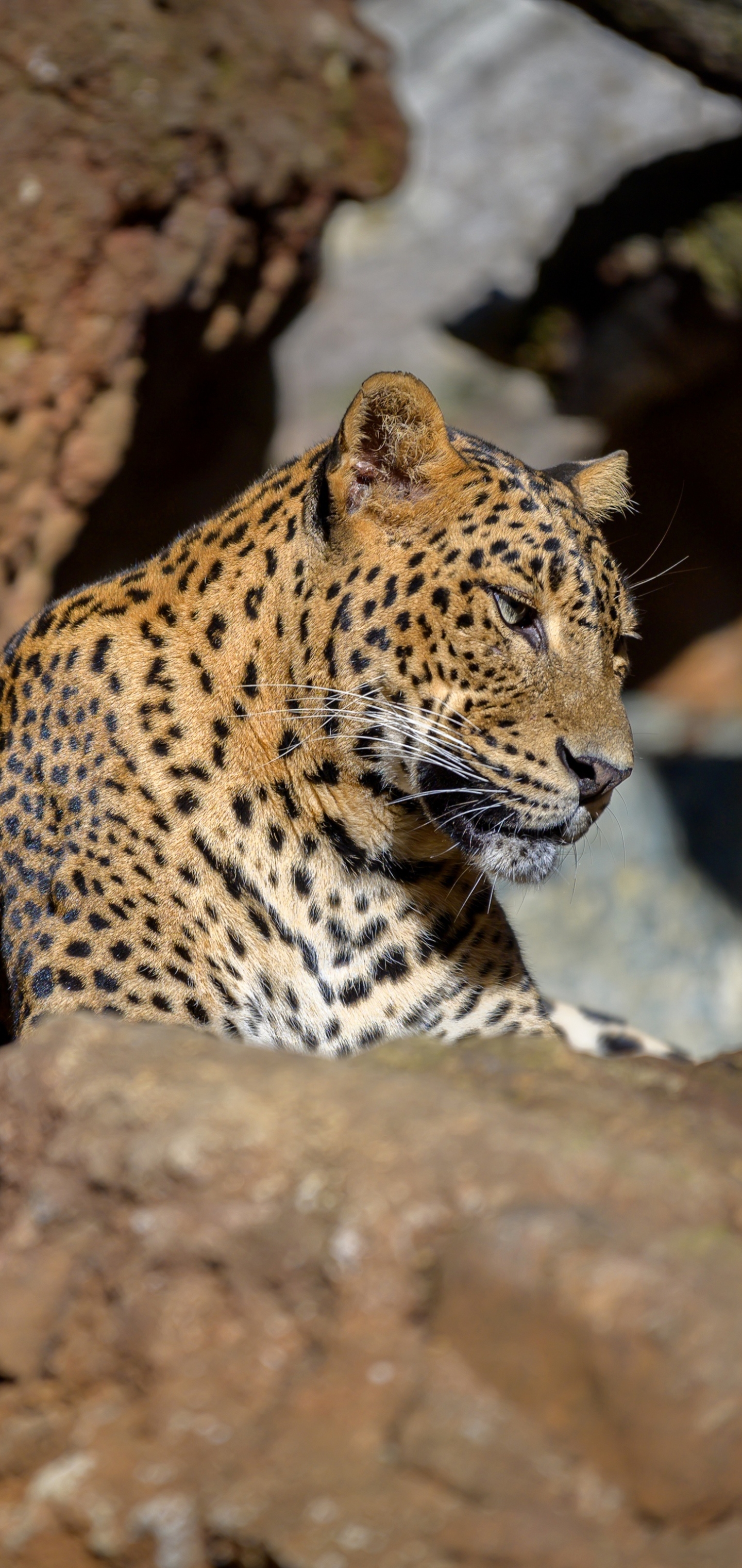 Descarga gratuita de fondo de pantalla para móvil de Animales, Gatos, Leopardo.