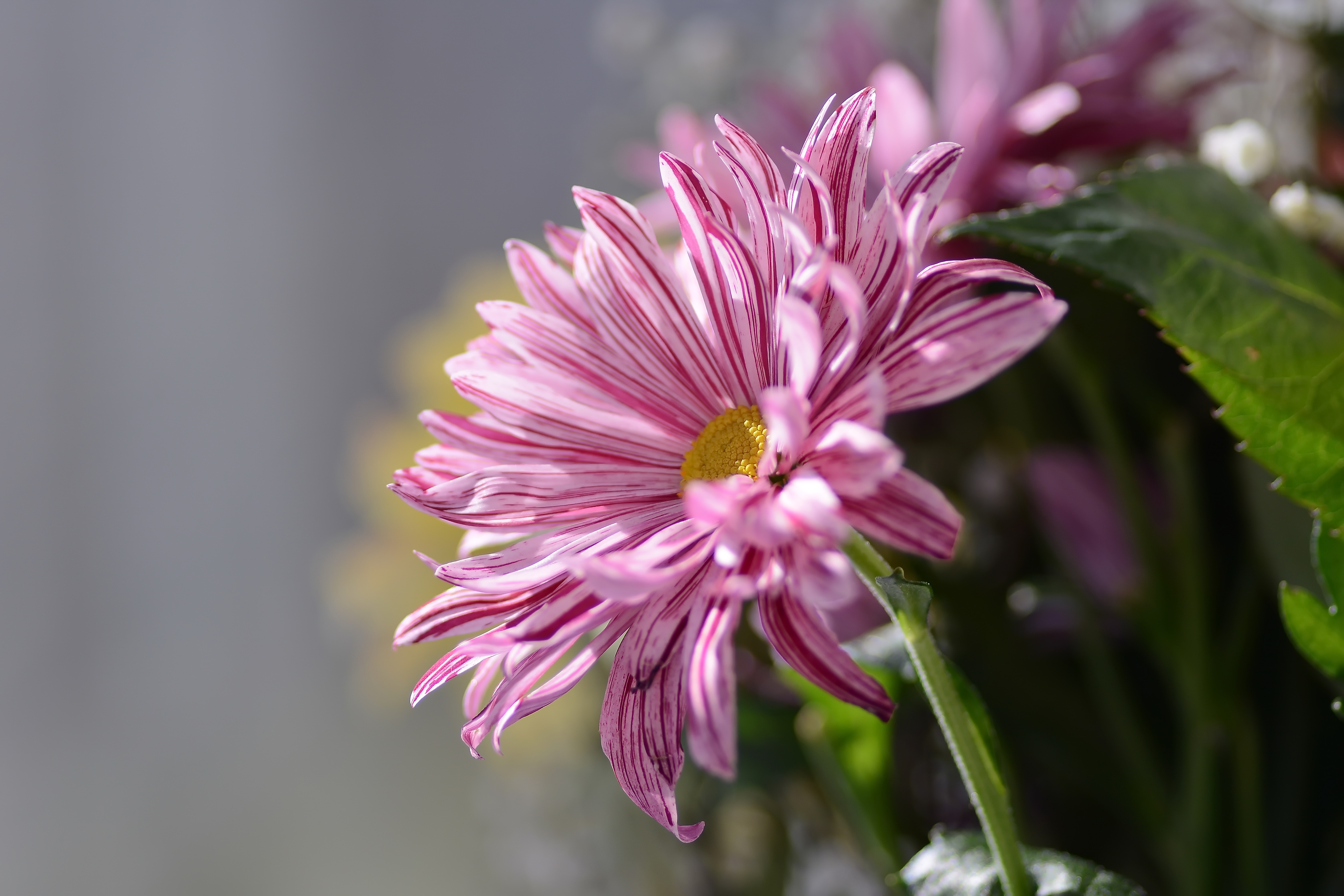 Laden Sie das Blumen, Blume, Makro, Erde/natur-Bild kostenlos auf Ihren PC-Desktop herunter