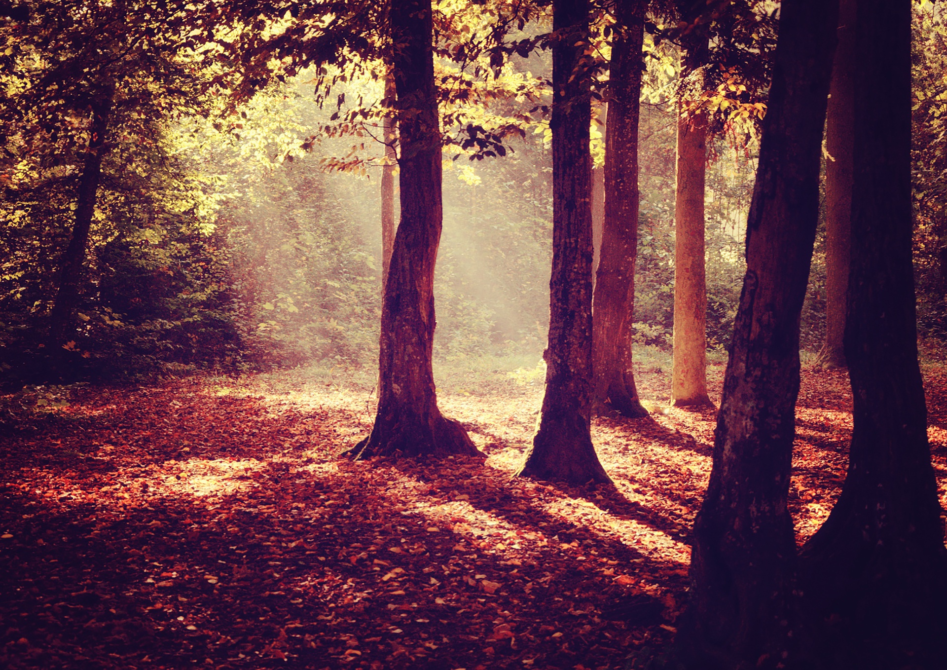 Download mobile wallpaper Nature, Forest, Tree, Earth, Sunny, Sunbeam for free.