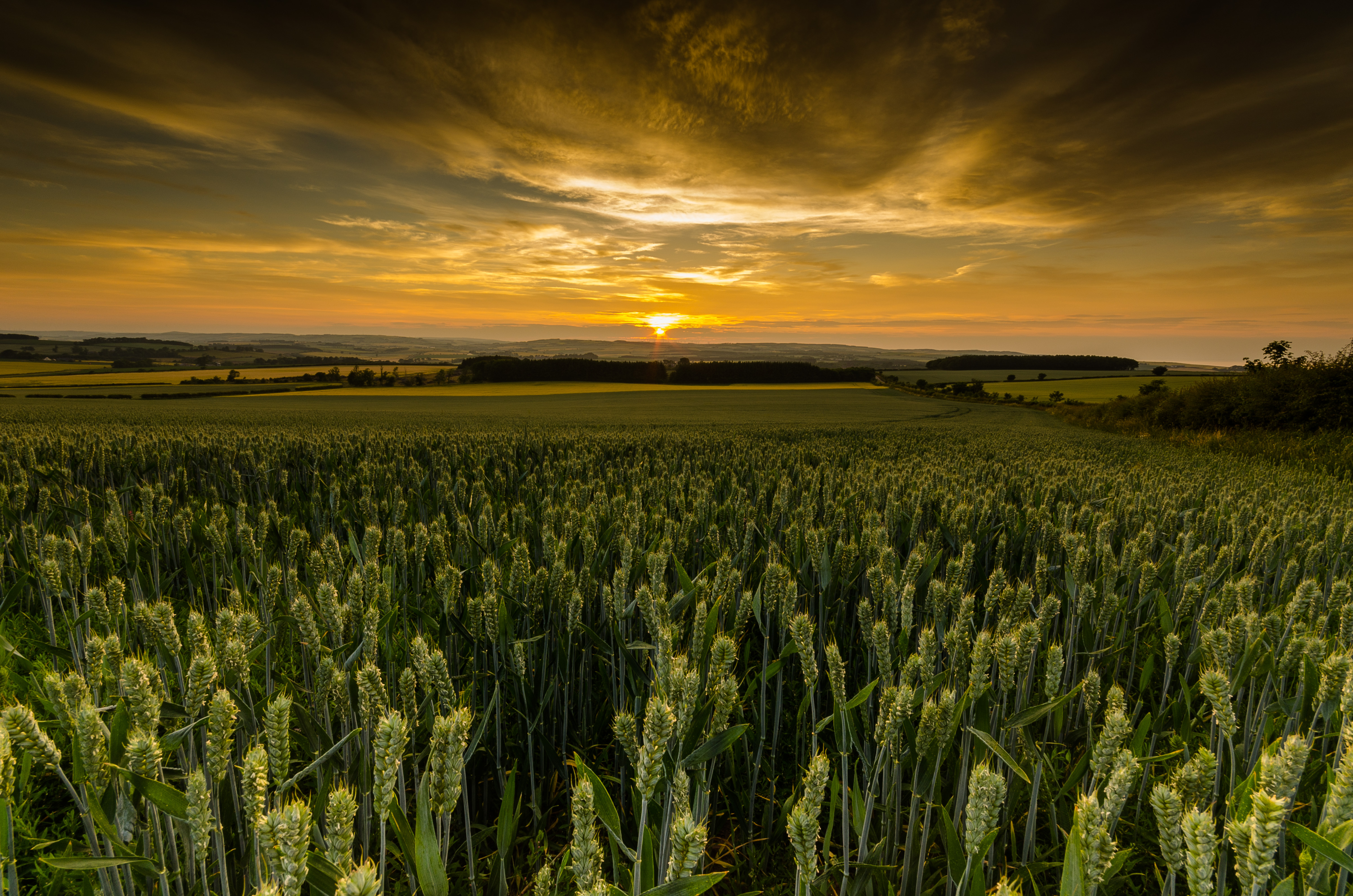 Download mobile wallpaper Sunset, Grass, Wheat, Earth, Field for free.