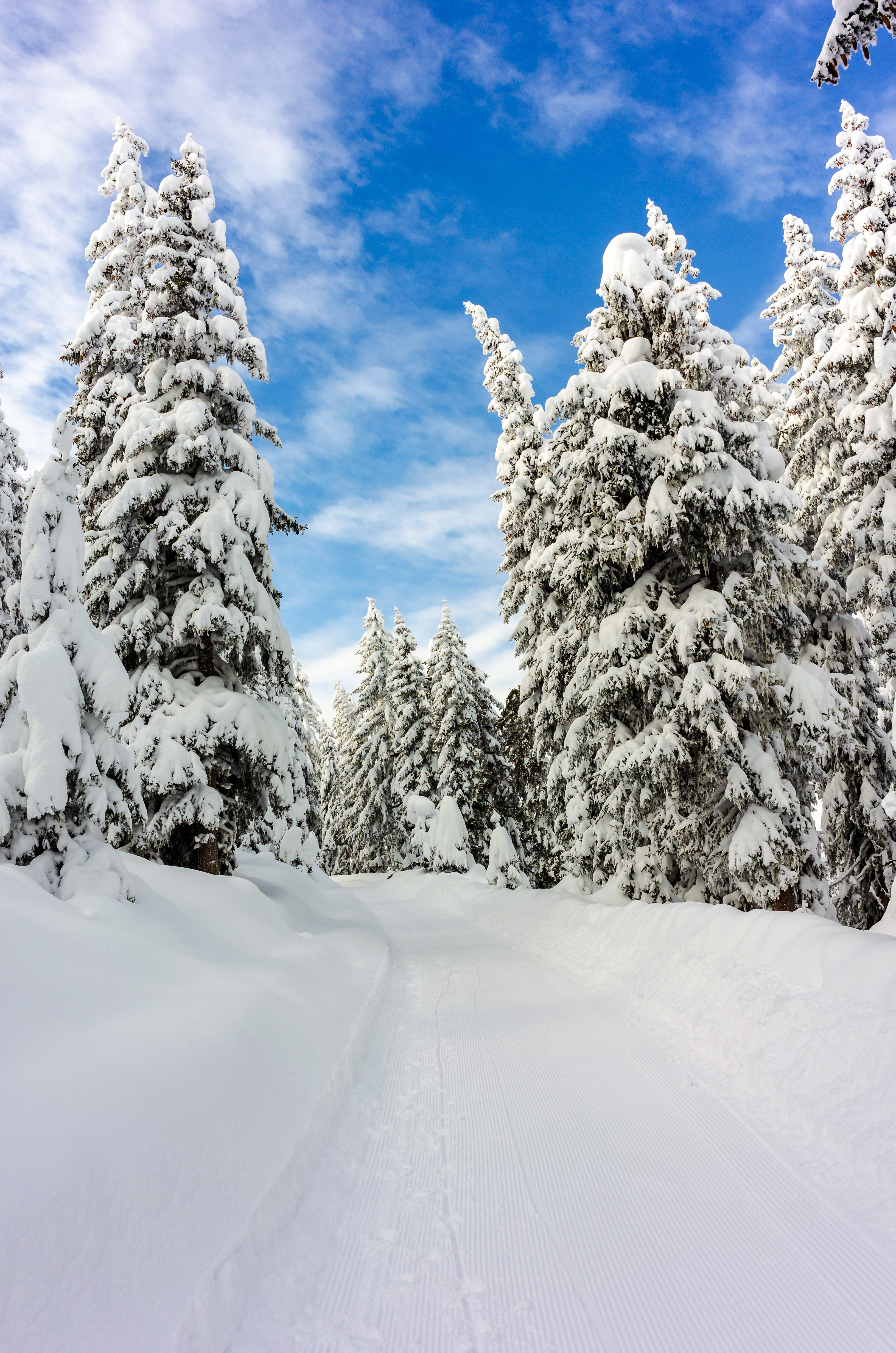 Download mobile wallpaper Snow, Trees, Forest, Sky, Nature, Winter for free.