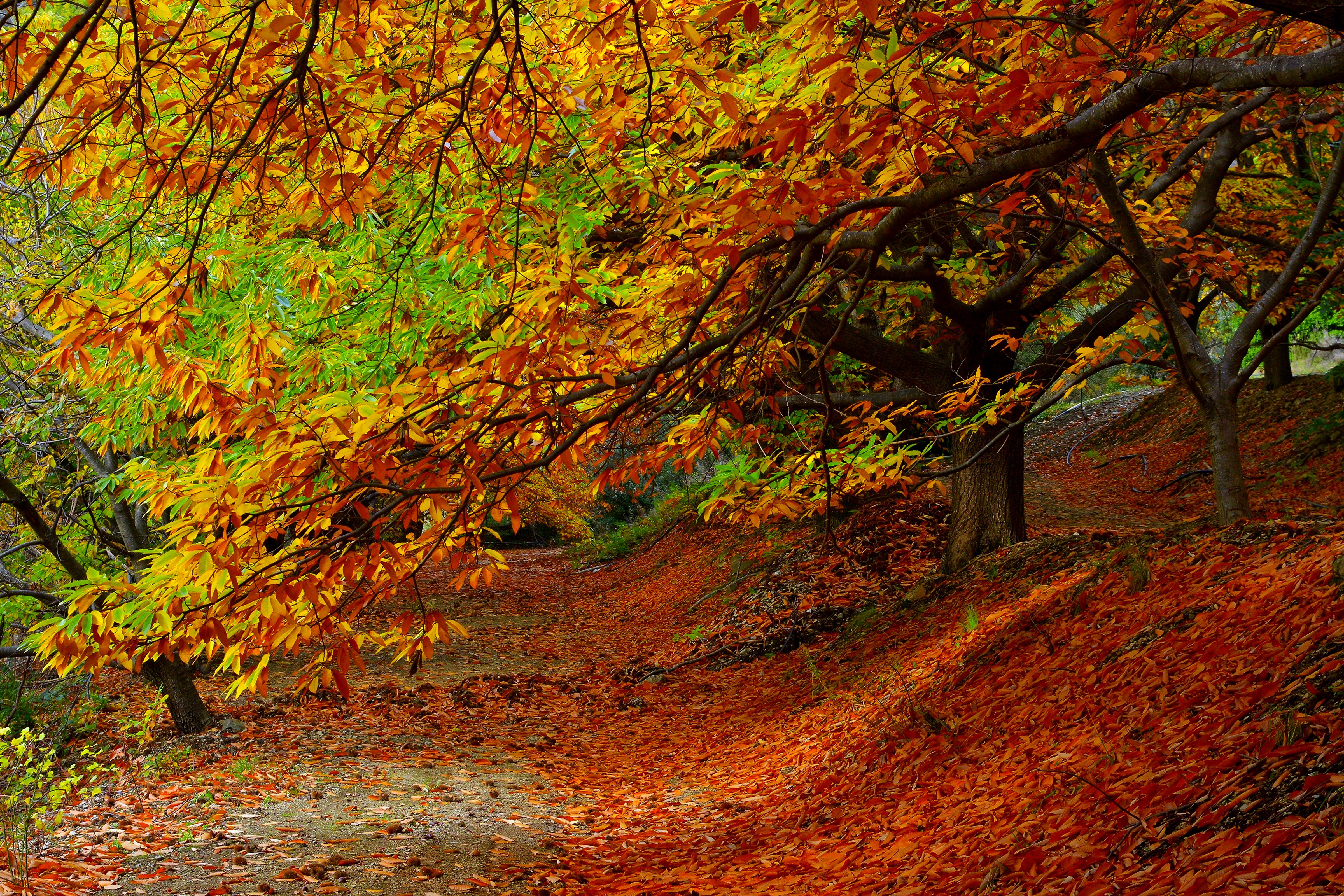 Скачать картинку Деревья, Природа, Лес, Листва, Осень в телефон бесплатно.