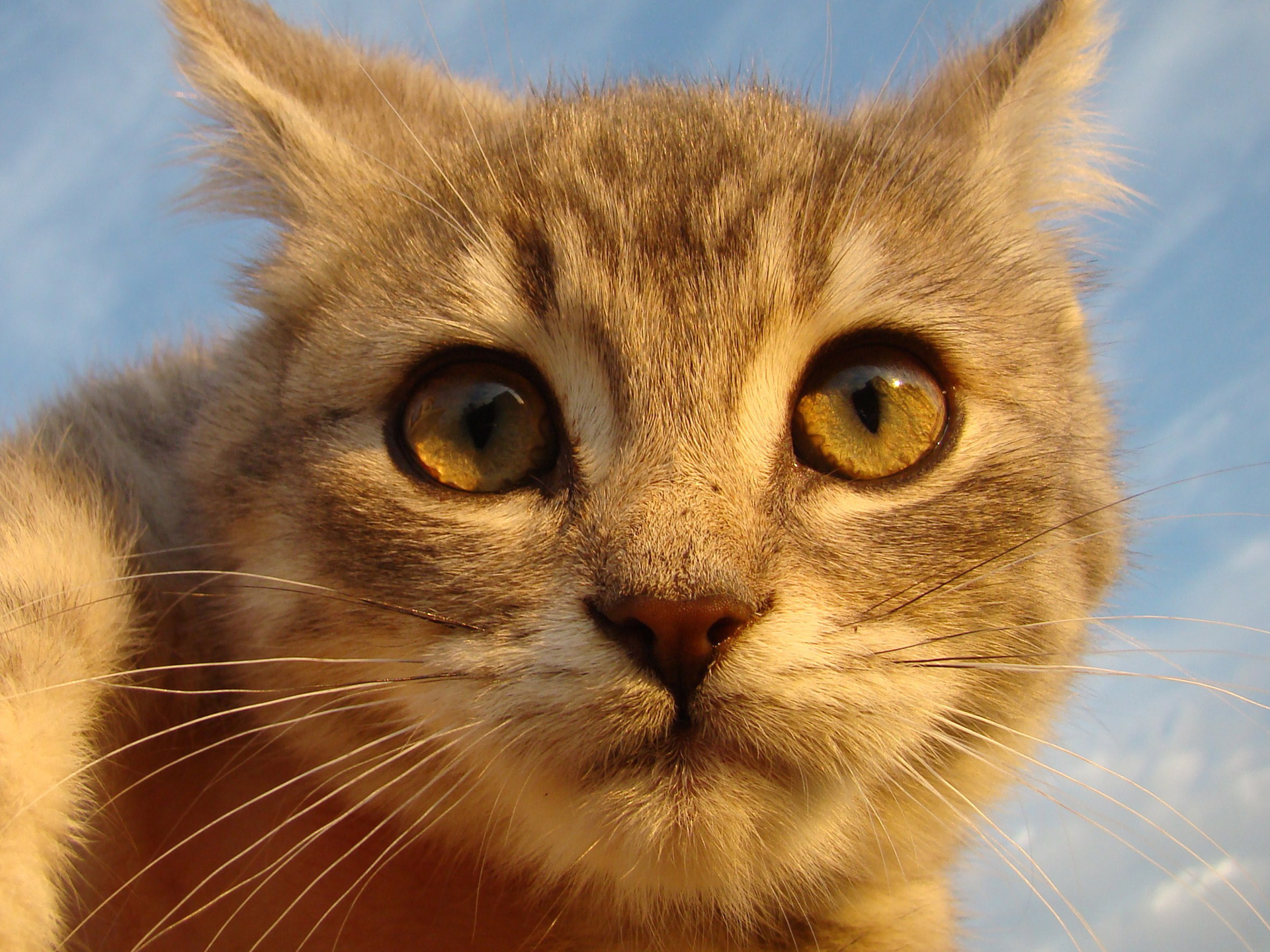 198723 Protetores de tela e papéis de parede Gatos em seu telefone. Baixe  fotos gratuitamente