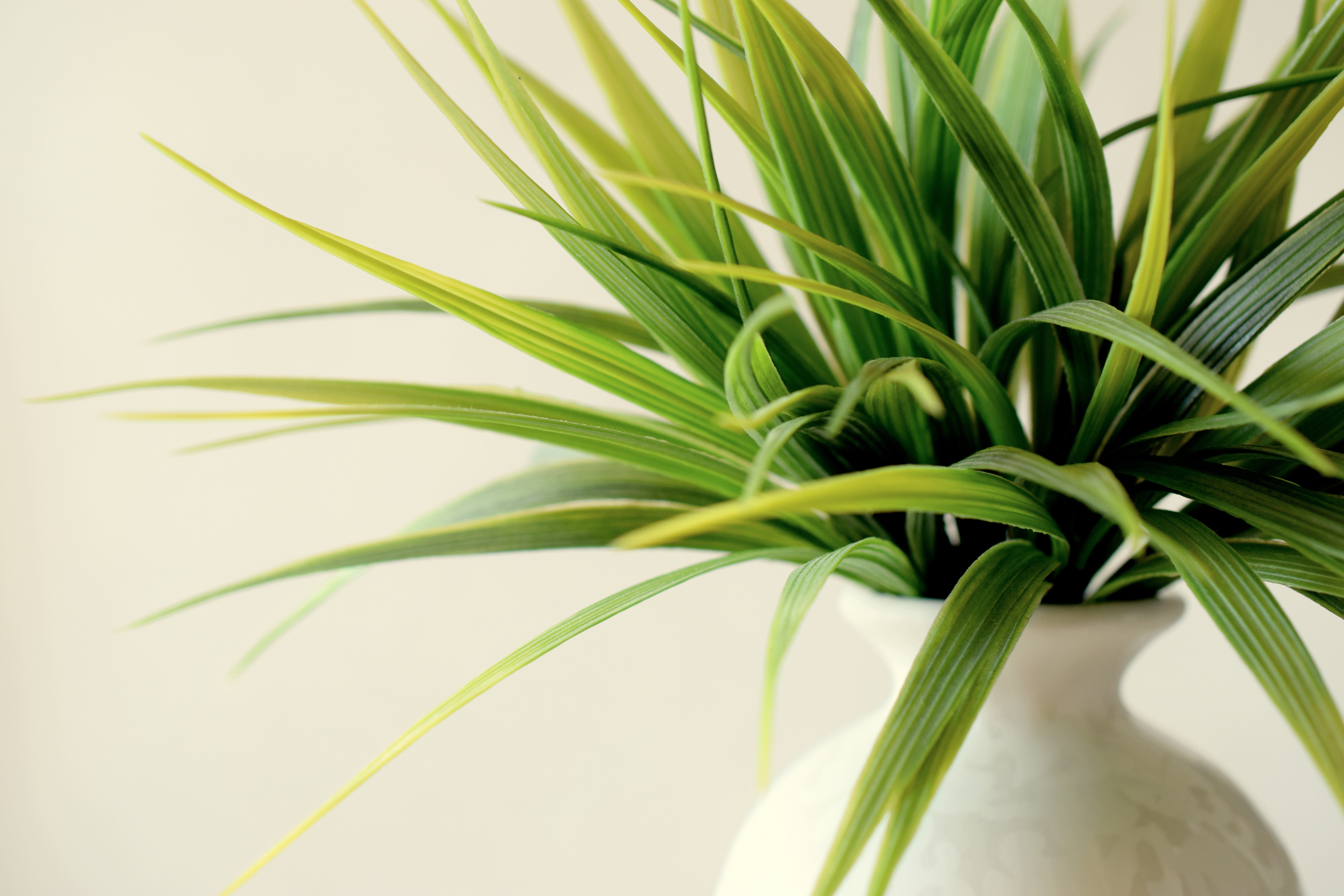 Laden Sie das Blätter, Pflanze, Verschiedenes, Sonstige, Vase-Bild kostenlos auf Ihren PC-Desktop herunter