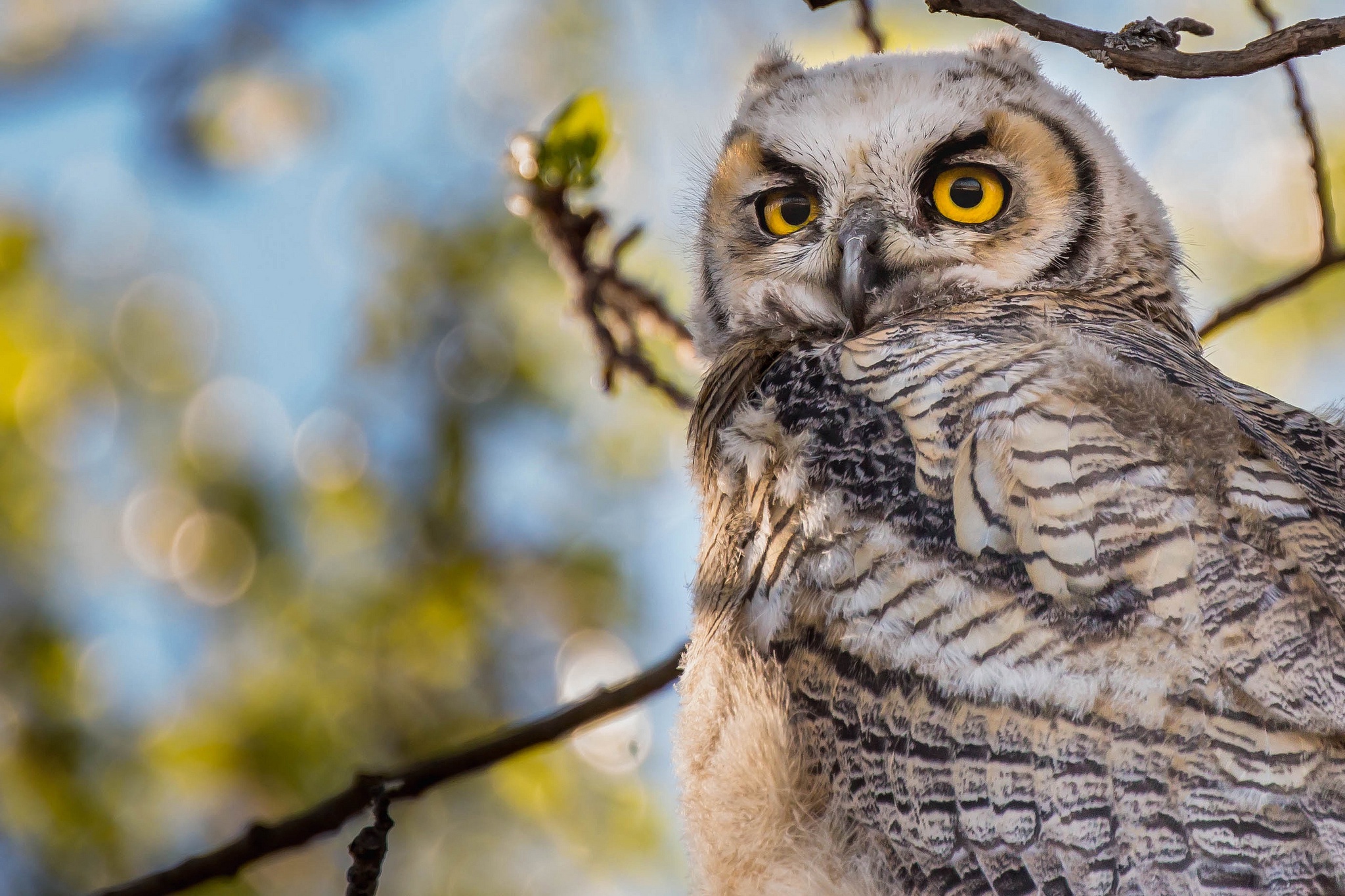 Free download wallpaper Birds, Owl, Bird, Animal, Depth Of Field on your PC desktop