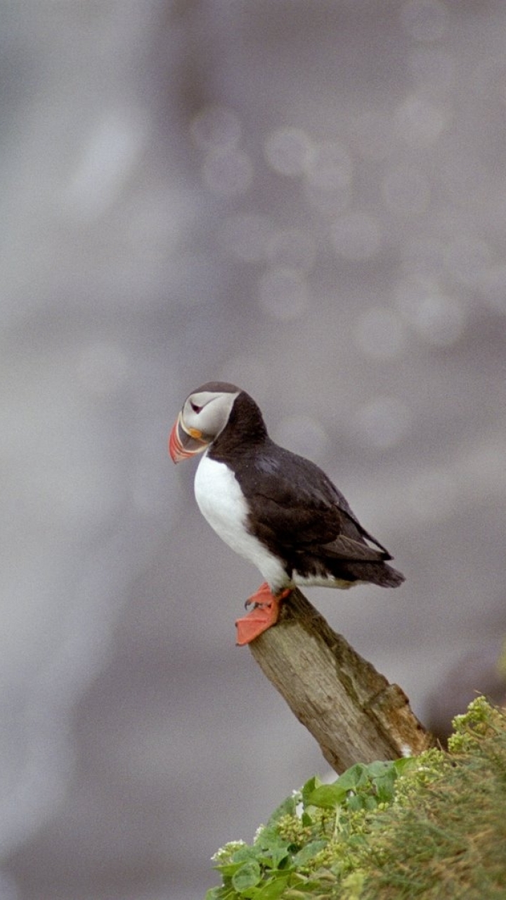 Download mobile wallpaper Birds, Bird, Animal, Puffin for free.