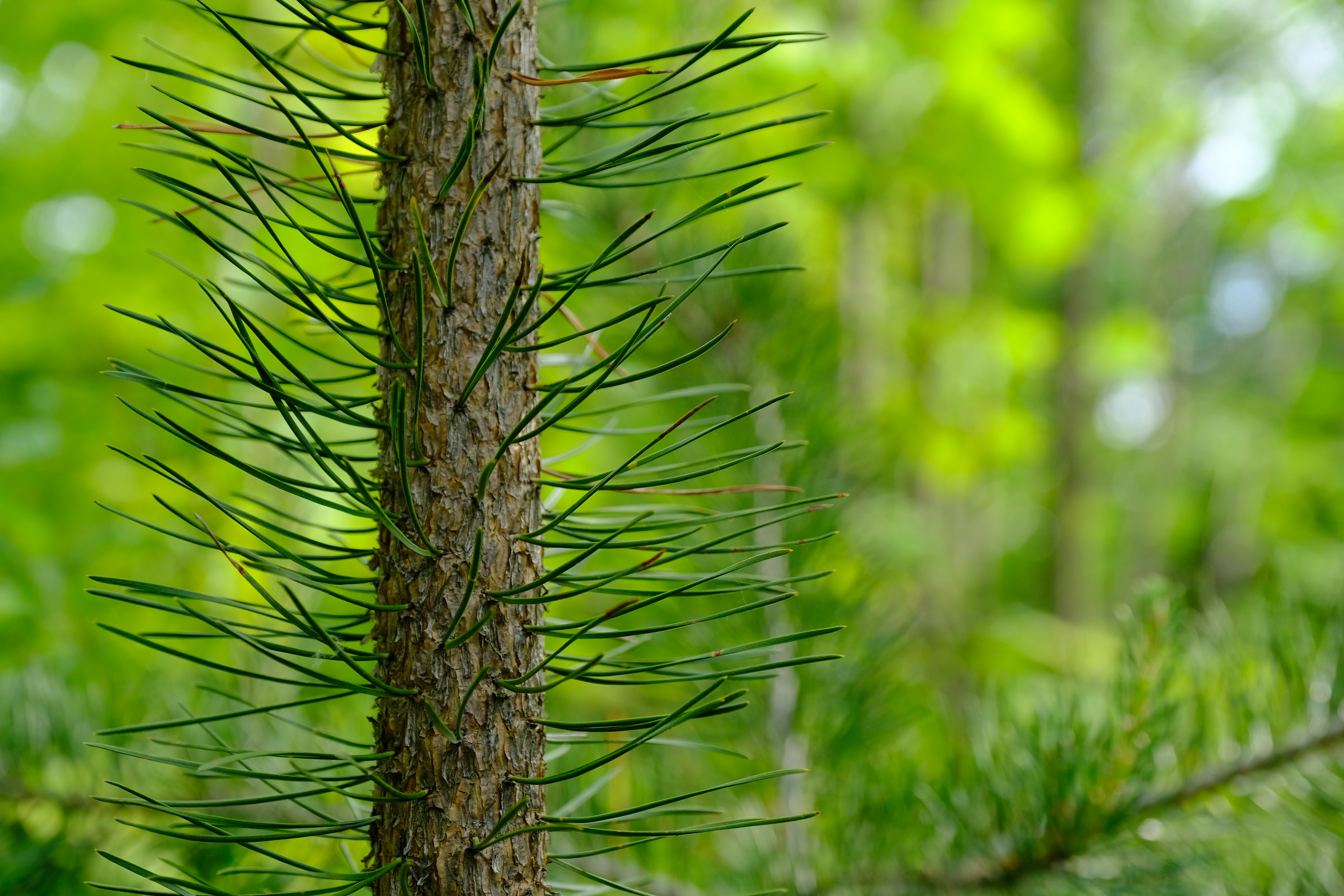 Free download wallpaper Pine, Tree, Needles, Nature, Wood on your PC desktop