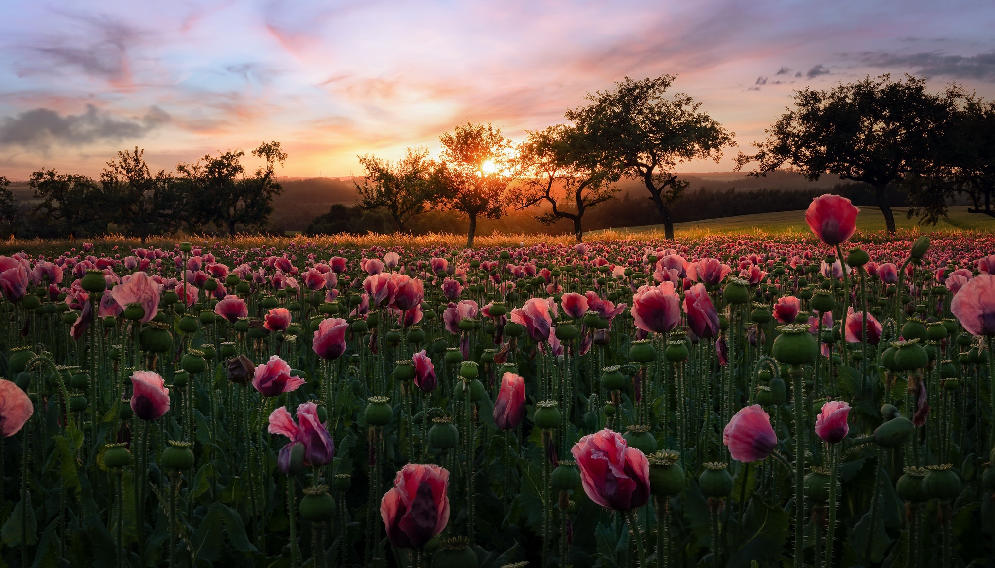 Laden Sie das Blumen, Mohn, Erde/natur, Pinke Blume-Bild kostenlos auf Ihren PC-Desktop herunter