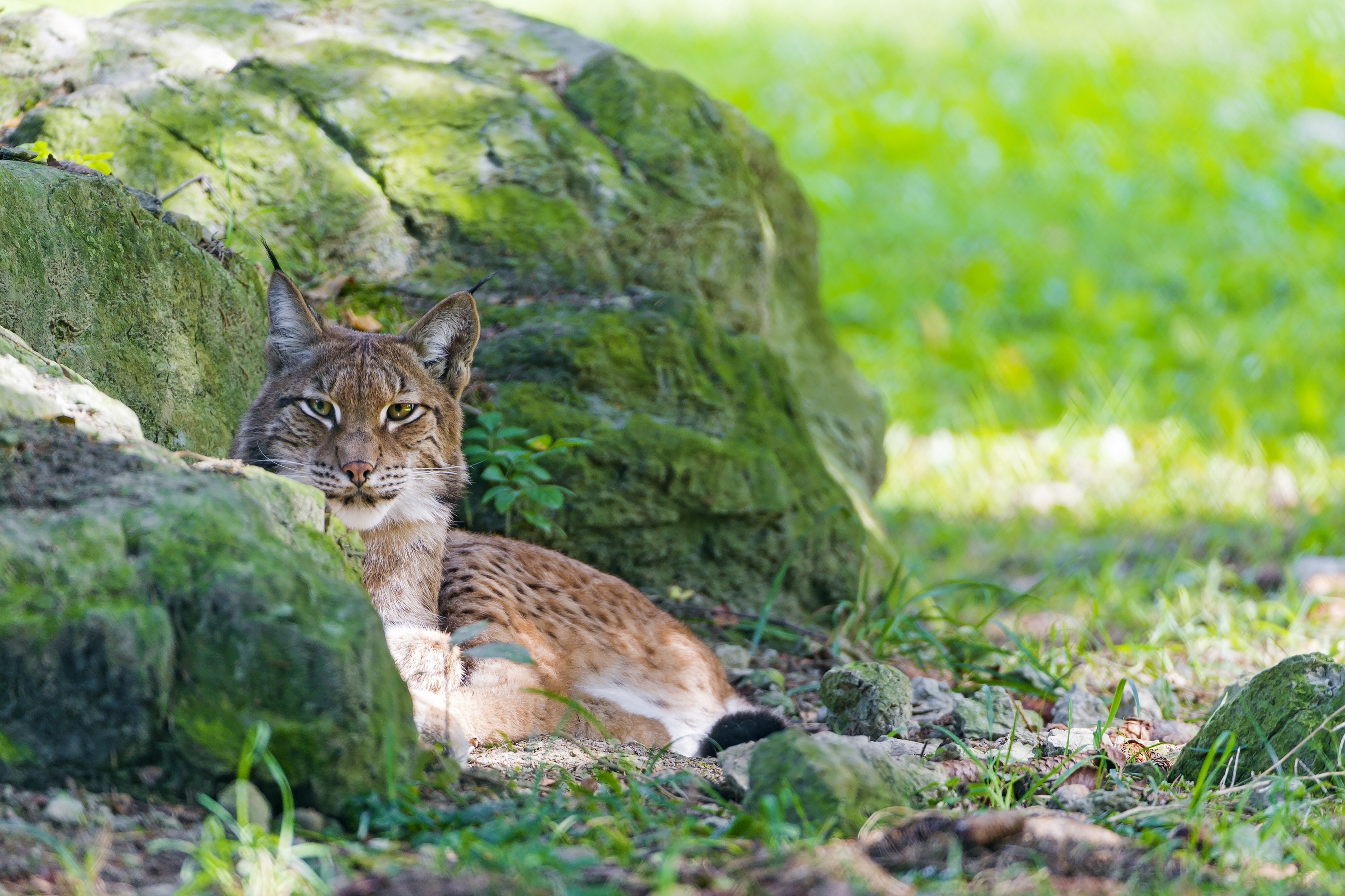 Laden Sie das Tiere, Katzen, Luchs-Bild kostenlos auf Ihren PC-Desktop herunter