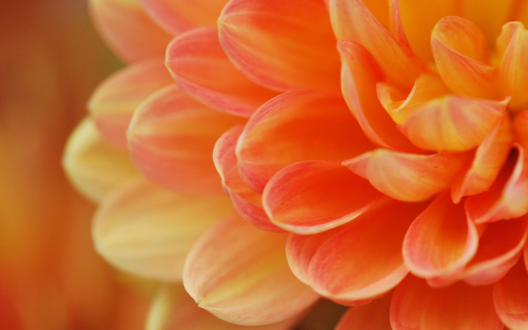 Download mobile wallpaper Flower, Macro, Petals, Light Coloured, Light, Form for free.
