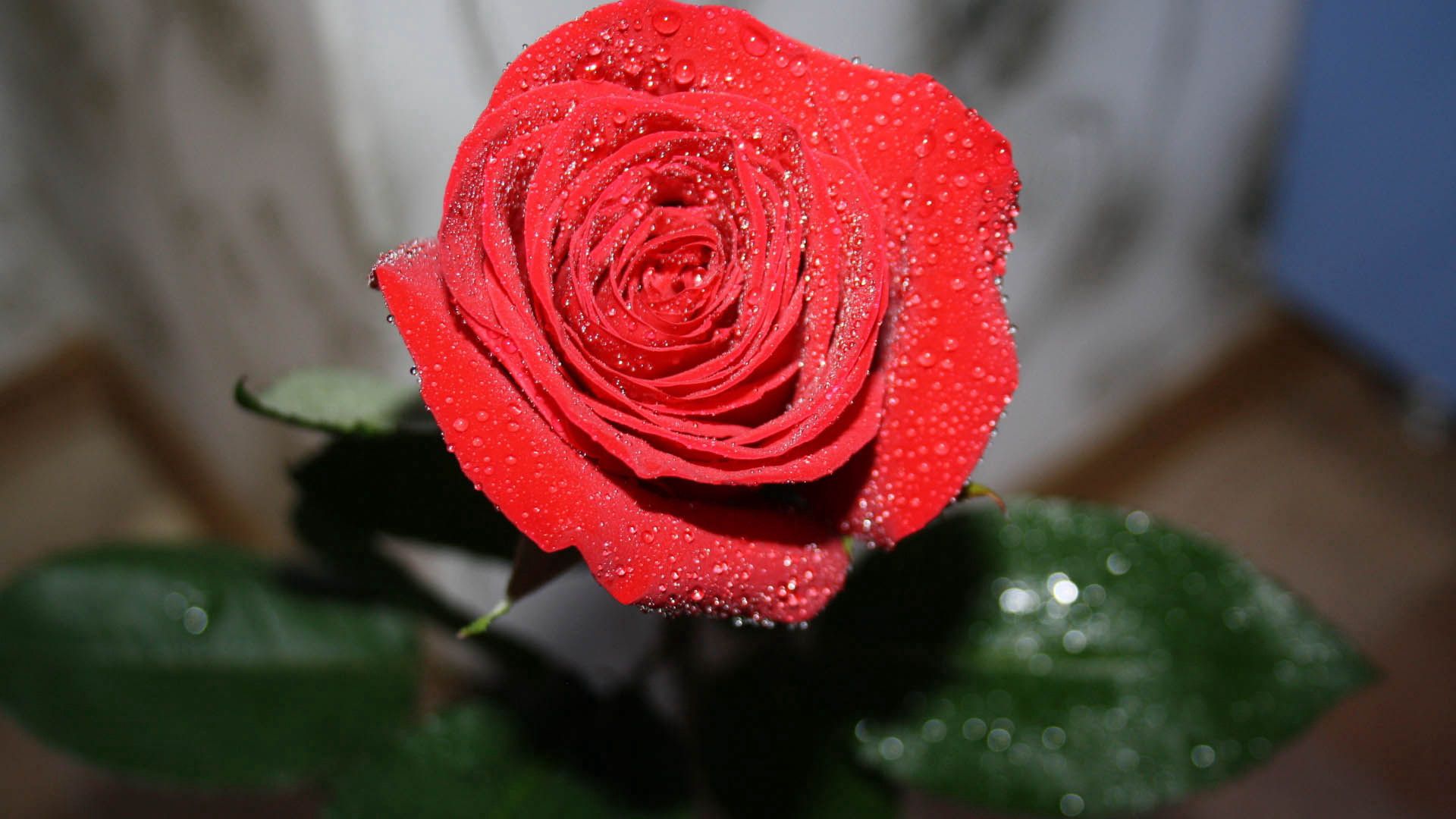 Téléchargez des papiers peints mobile Macro, Drops, Pétales, Une Rose, Rose gratuitement.