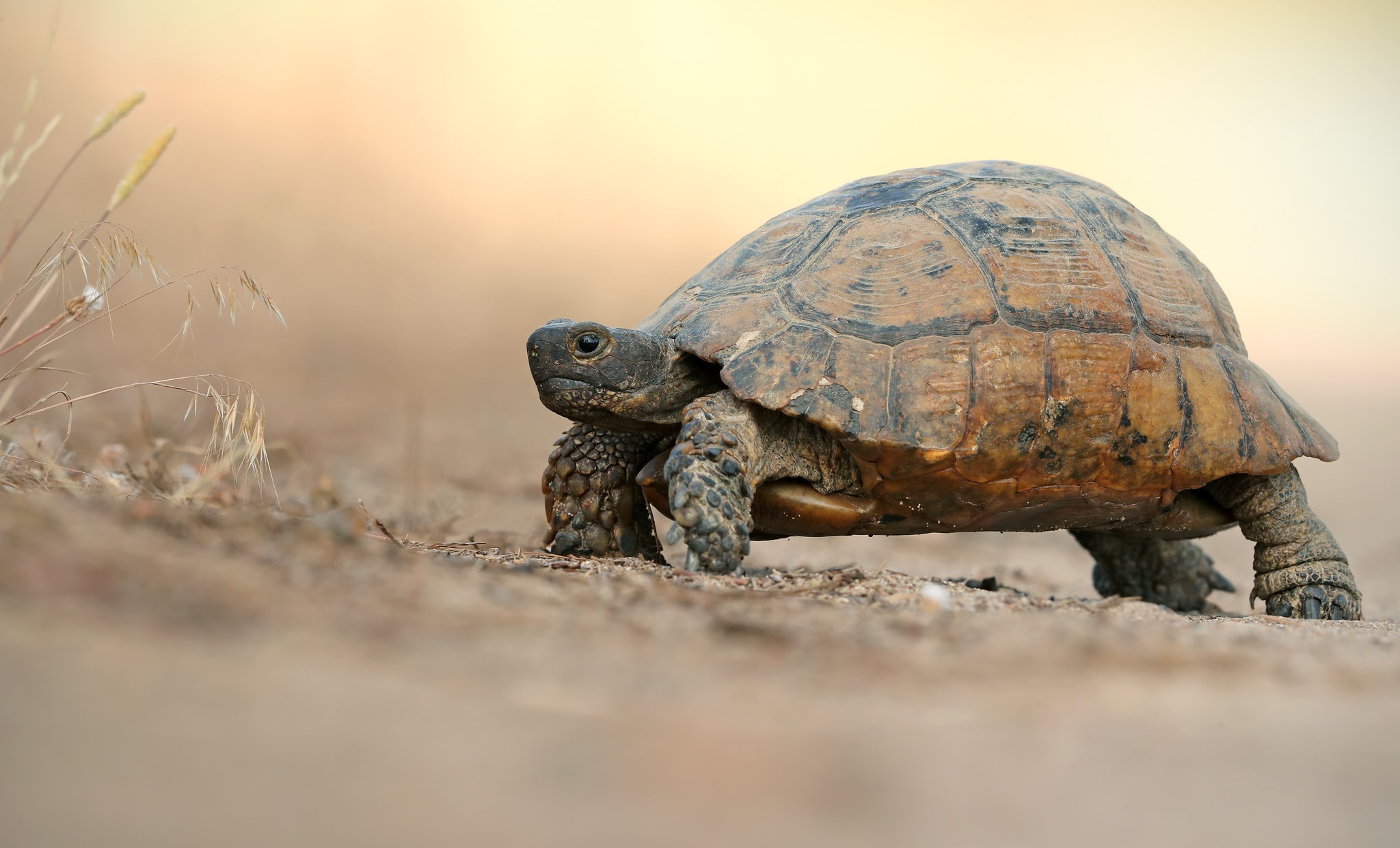 Download mobile wallpaper Turtles, Animal, Reptile, Tortoise for free.