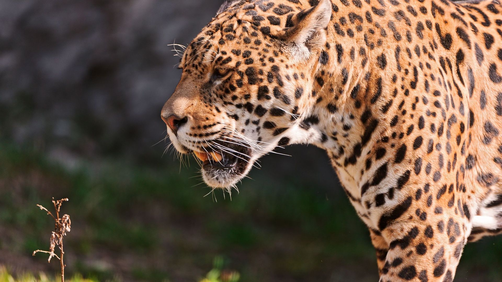 Free download wallpaper Jaguar, Cats, Animal on your PC desktop