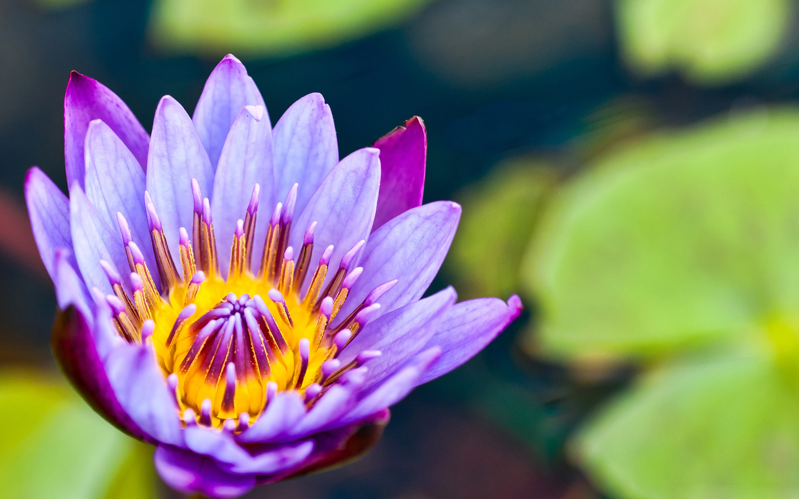 Téléchargez gratuitement l'image Fleurs, Fleur, Terre/nature sur le bureau de votre PC