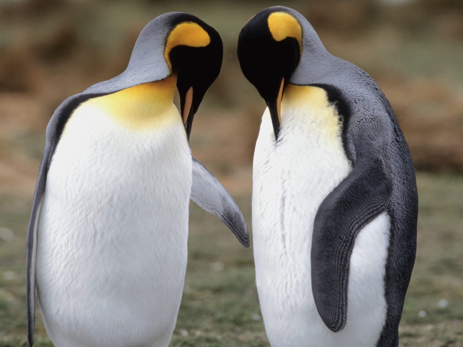 Скачать картинку Пингвины, Животные в телефон бесплатно.