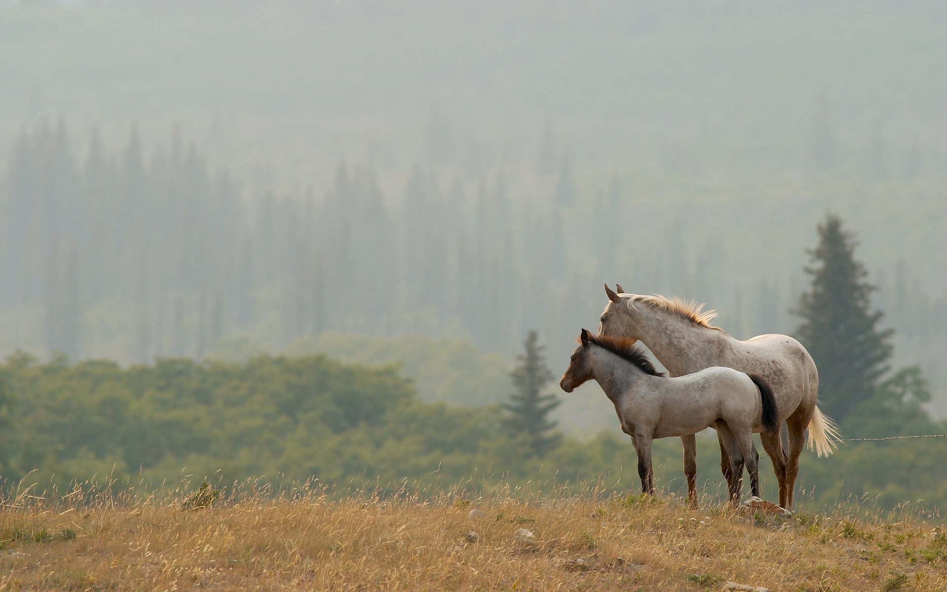 Free download wallpaper Animal, Horse on your PC desktop