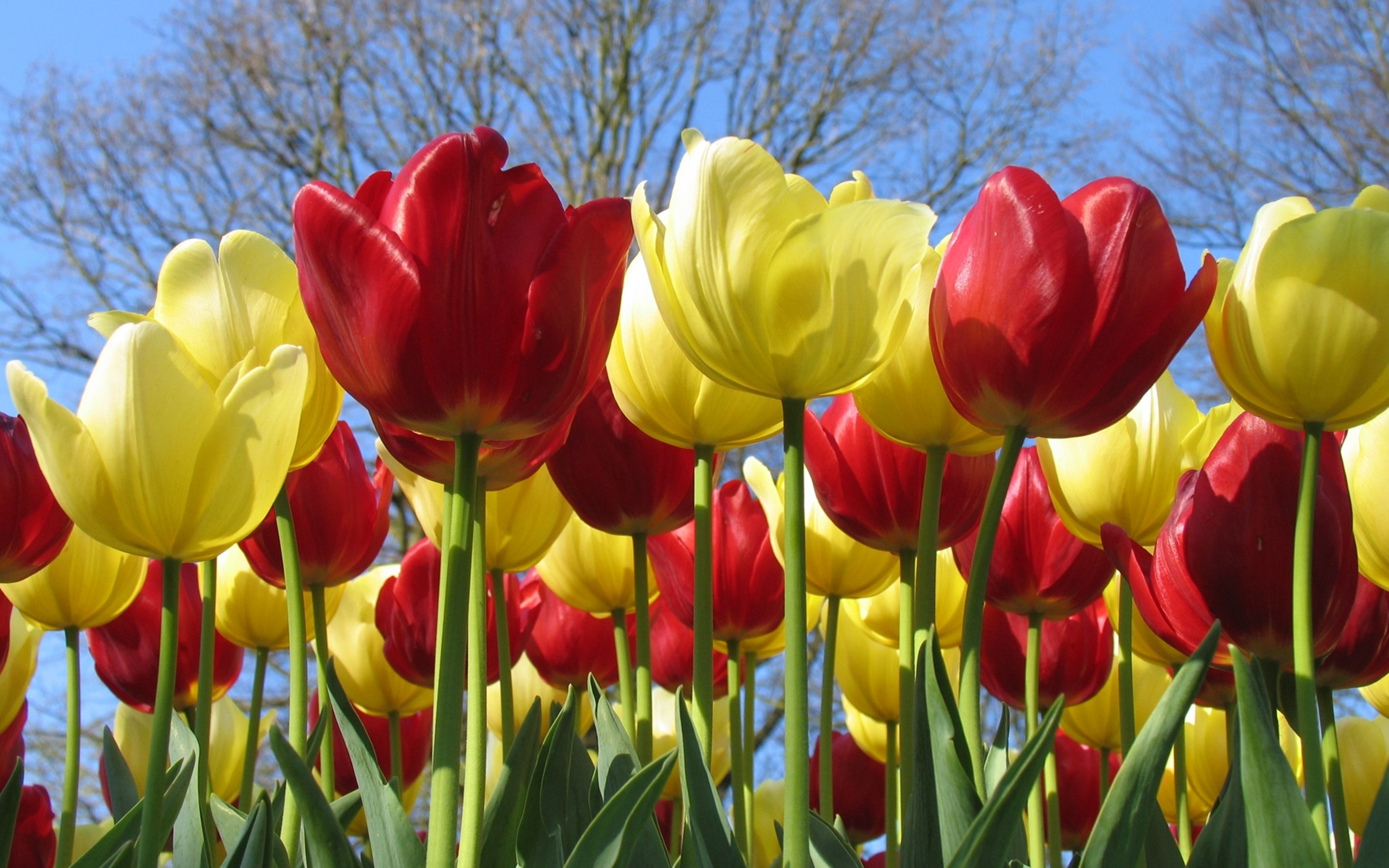Téléchargez des papiers peints mobile Fleurs, Fleur, Tulipe, Fleur Jaune, Fleur Rouge, Terre/nature gratuitement.