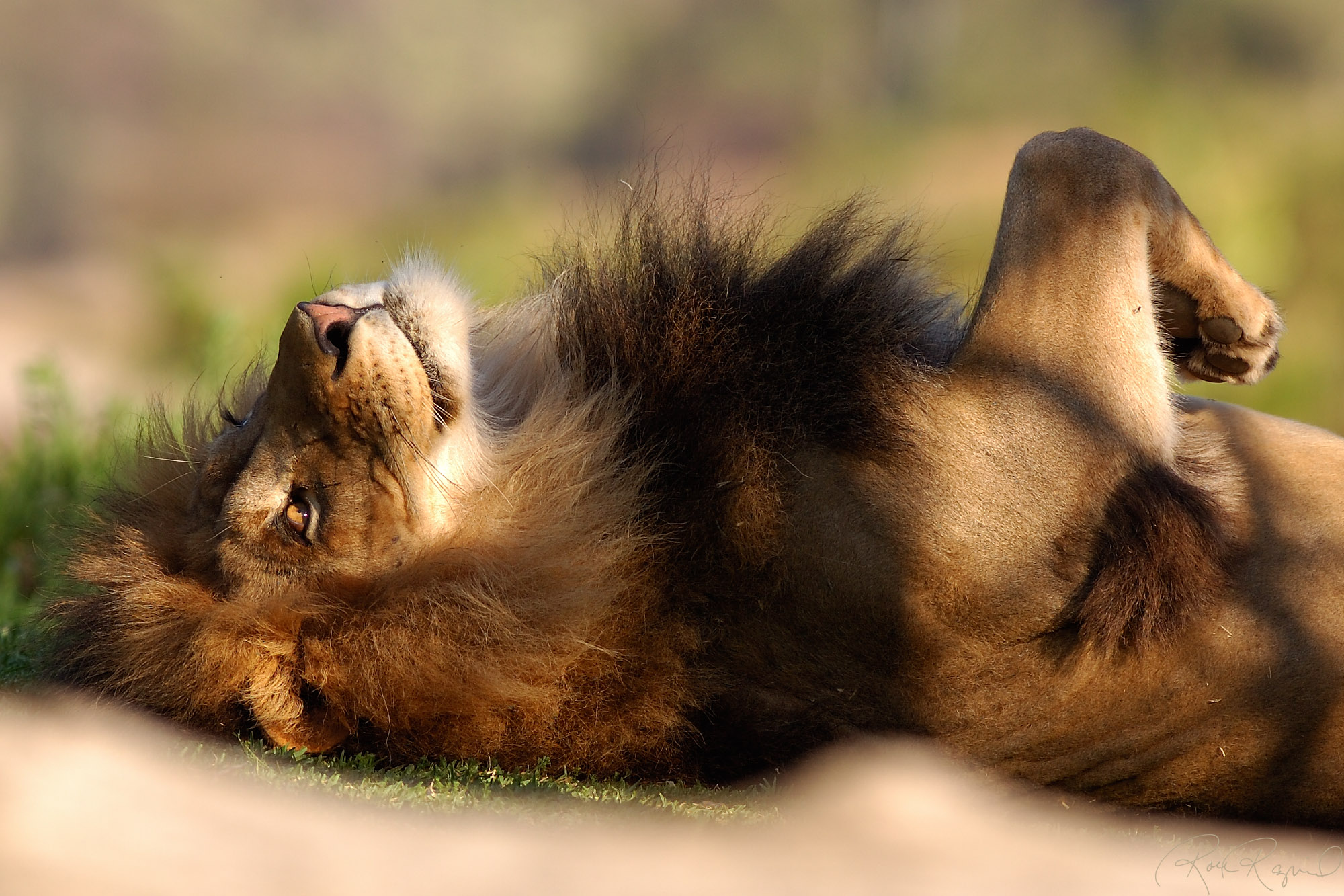 Téléchargez gratuitement l'image Animaux, Lion sur le bureau de votre PC