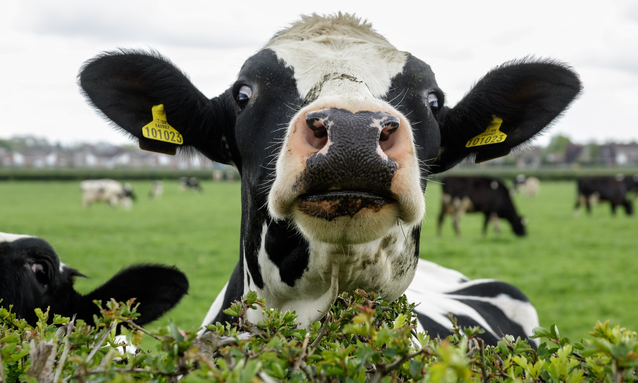 Free download wallpaper Funny, Animal, Cow, Stare on your PC desktop