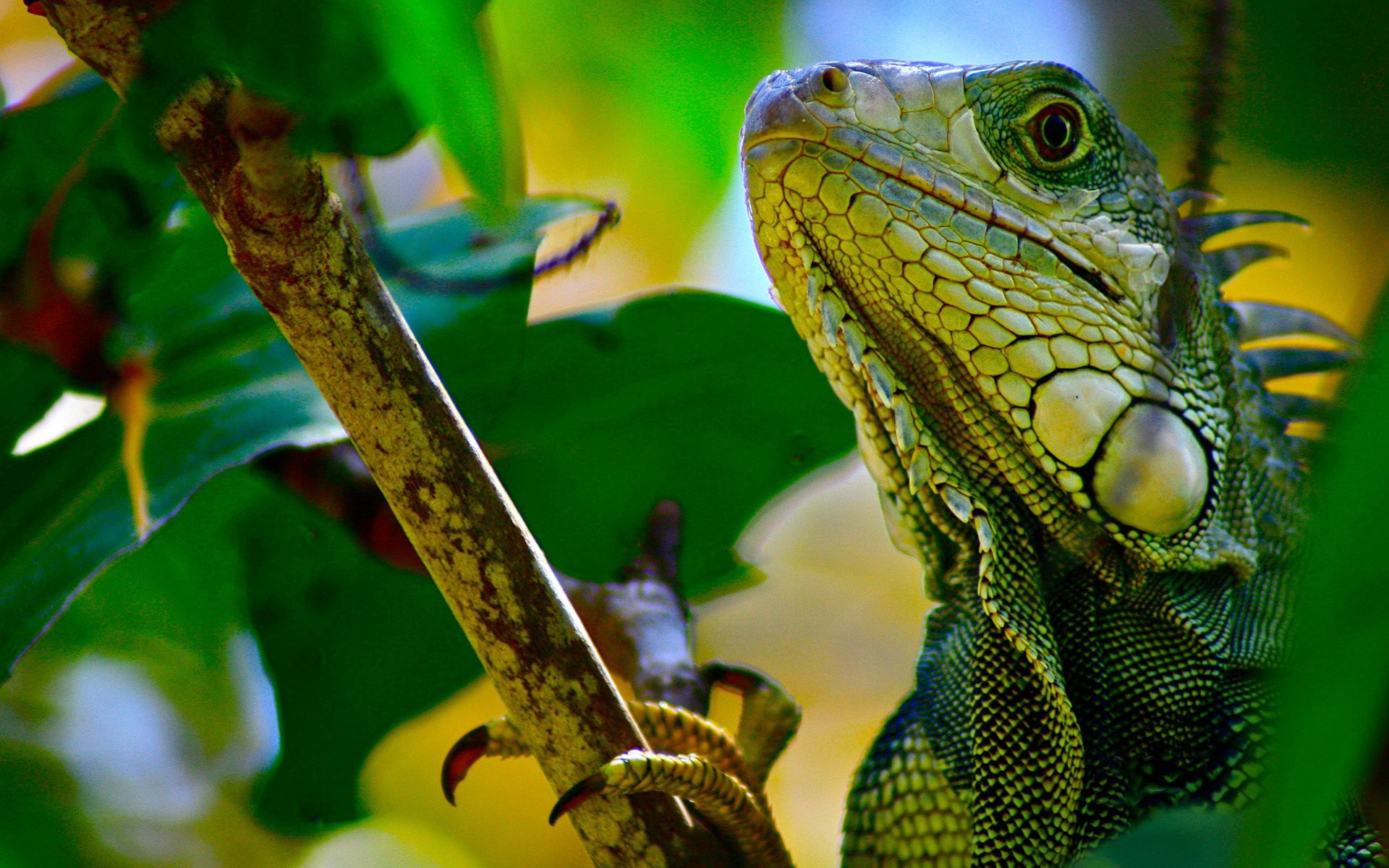 Download mobile wallpaper Branch, Climb, Animals, Reptile, Leaves, Iguana for free.