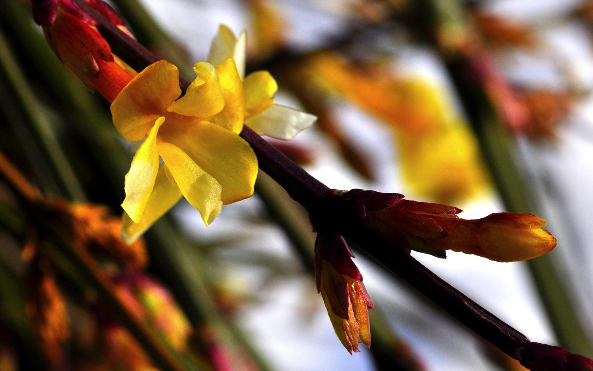 Descarga gratis la imagen Flores, Florecer, Tierra/naturaleza en el escritorio de tu PC