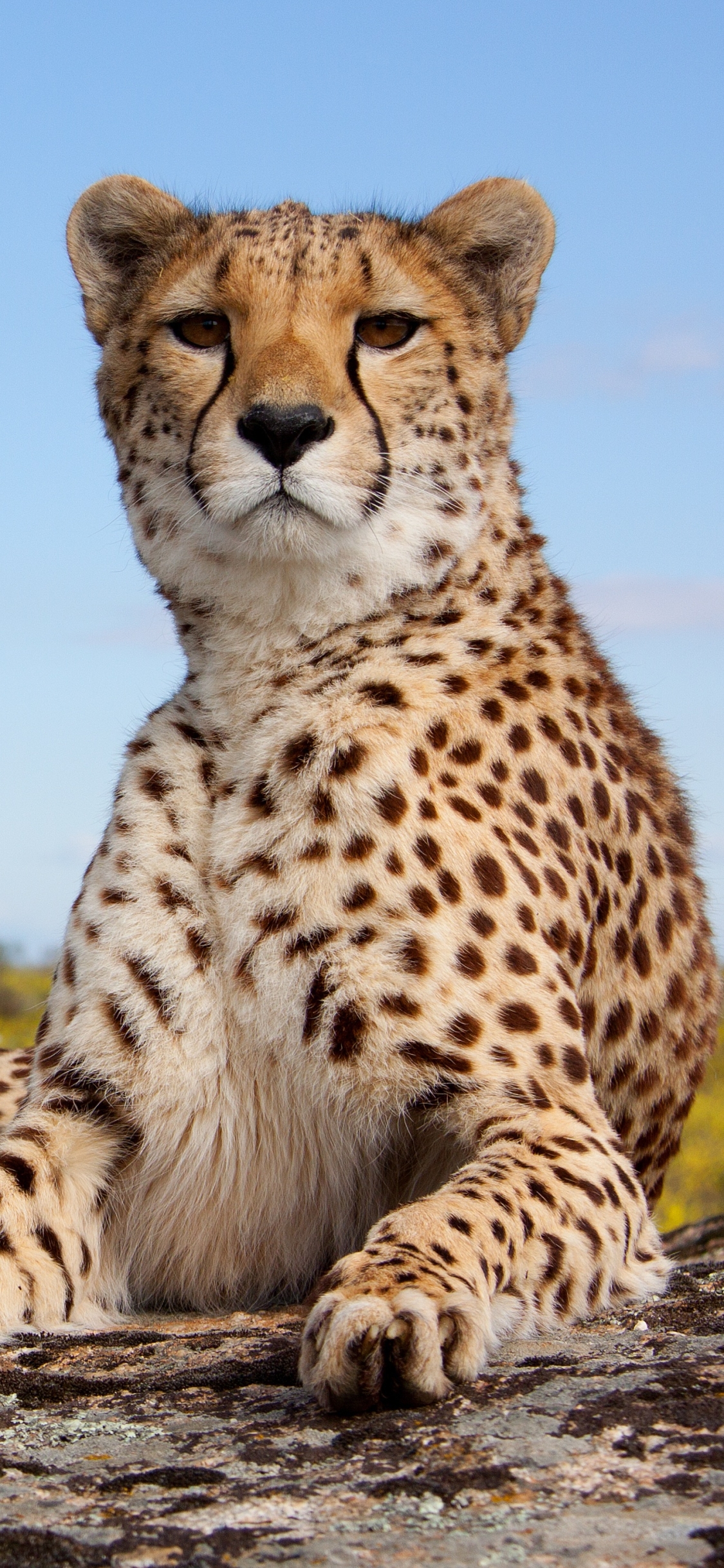 Téléchargez des papiers peints mobile Animaux, Chats, Guépard gratuitement.