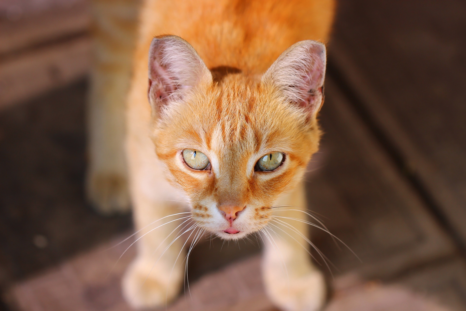 Baixar papel de parede para celular de Animais, Gatos, Gato, Olhar Fixamente gratuito.