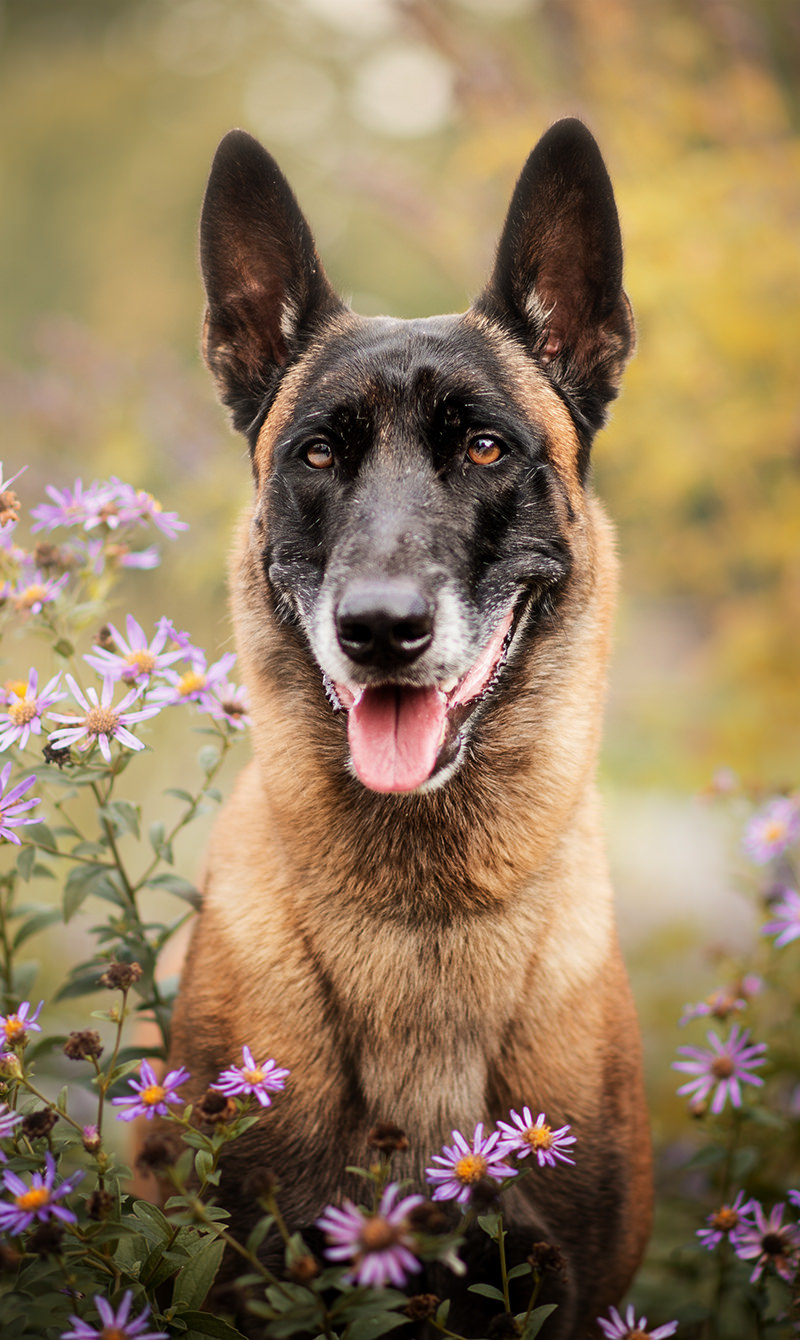 Download mobile wallpaper Dogs, Dog, Animal, Purple Flower, Belgian Malinois for free.