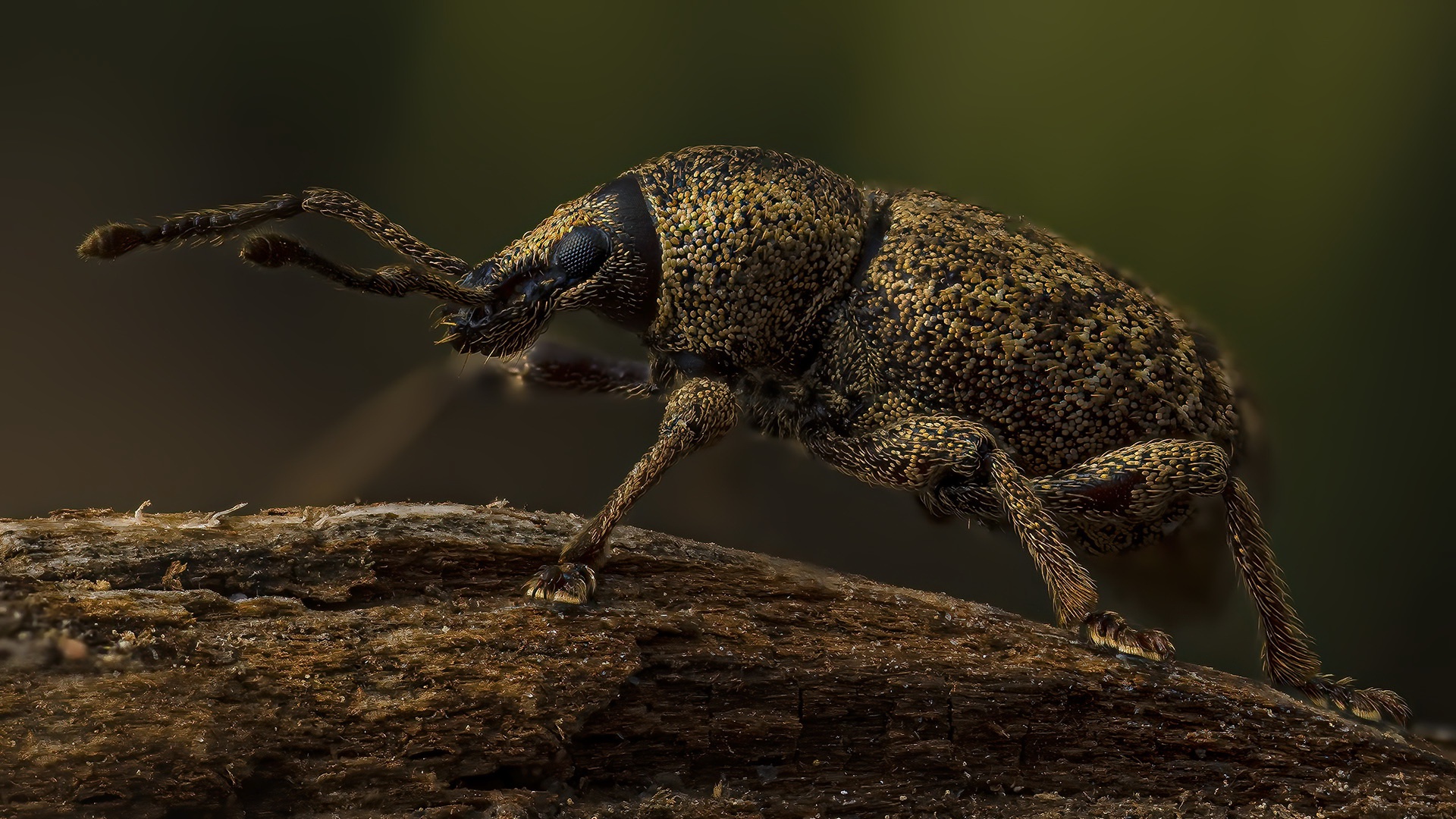 Laden Sie das Tiere, Käfer, Insekt, Nahansicht-Bild kostenlos auf Ihren PC-Desktop herunter