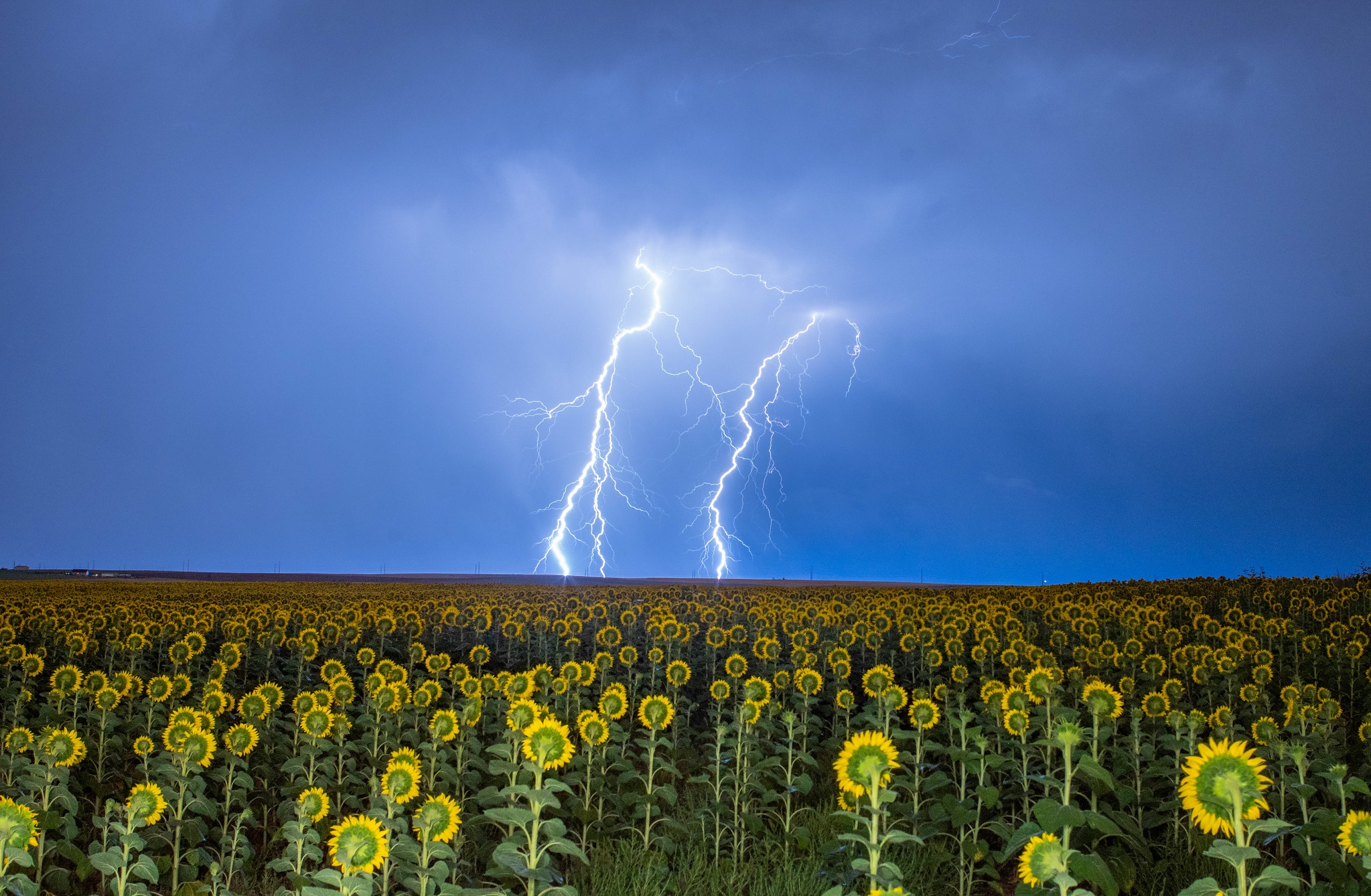 Handy-Wallpaper Natur, Blitz, Blume, Feld, Sonnenblume, Fotografie, Himmel kostenlos herunterladen.