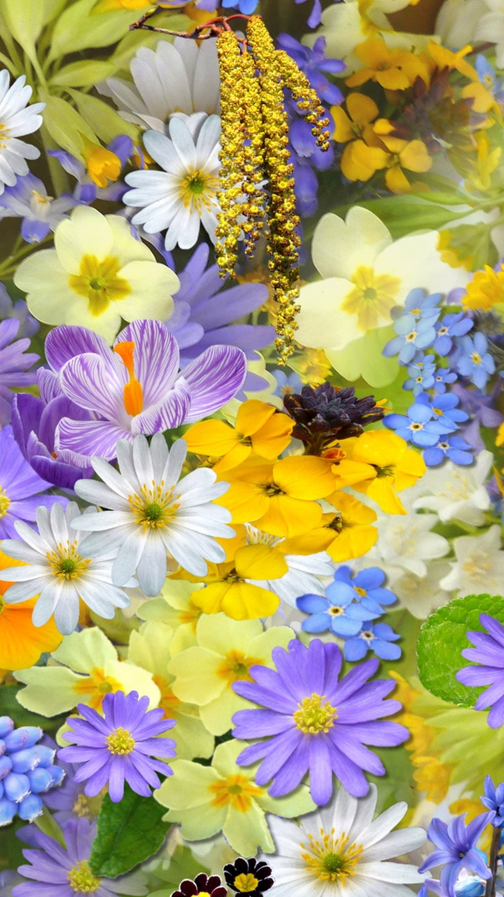 無料モバイル壁紙フラワーズ, 花, 地球, 春, 黄色い花, 白い花, 紫色の花をダウンロードします。