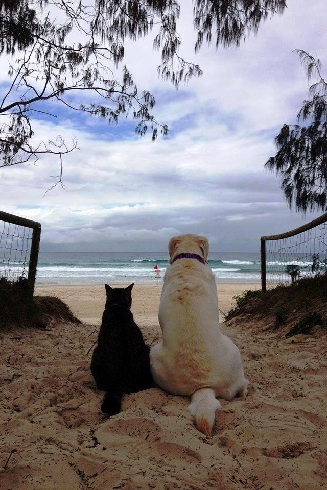 1317559 скачать обои животные, котопес, кот, кошка, пляж, друг, собака, песок - заставки и картинки бесплатно