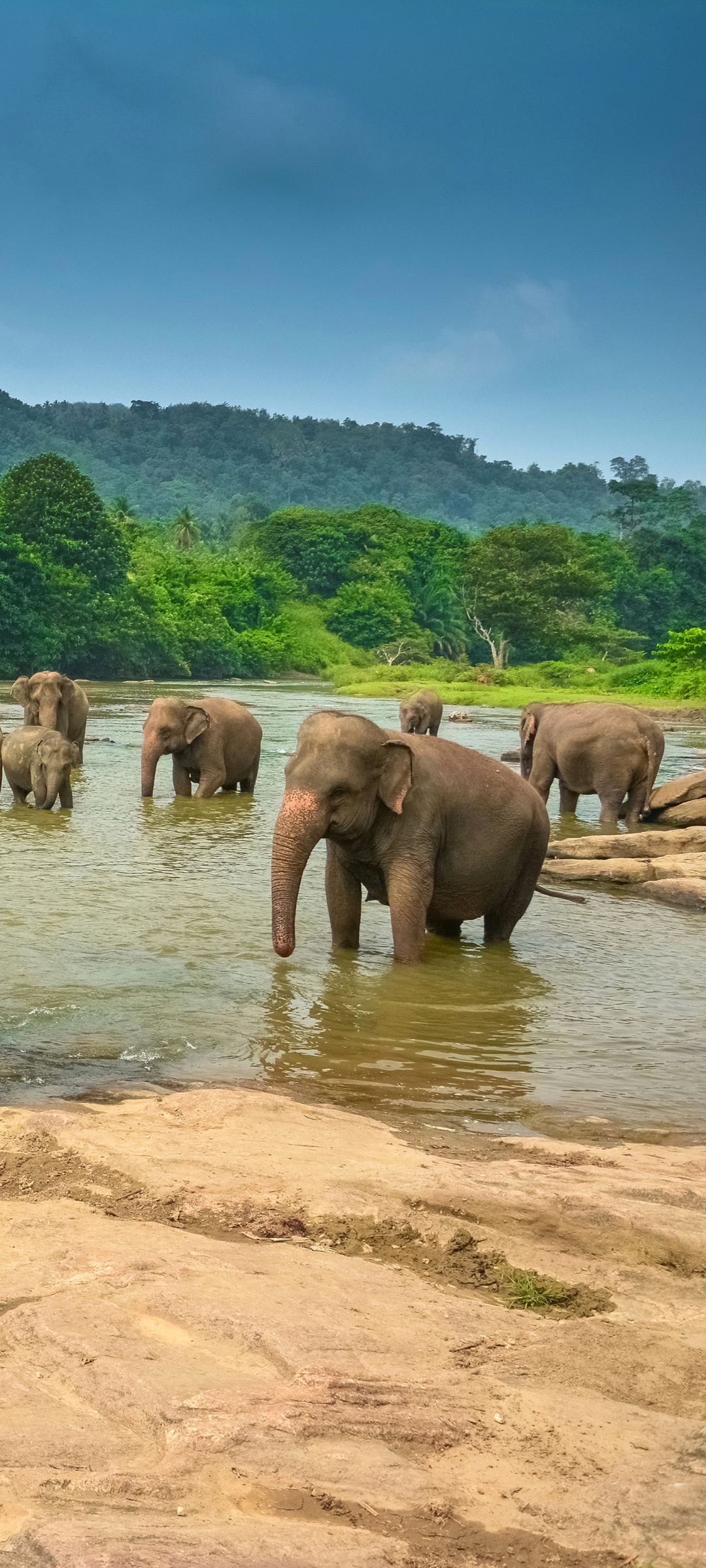 Descarga gratuita de fondo de pantalla para móvil de Animales, Elefantes, Elefante, Bebe Animal, Elefante Asiático.