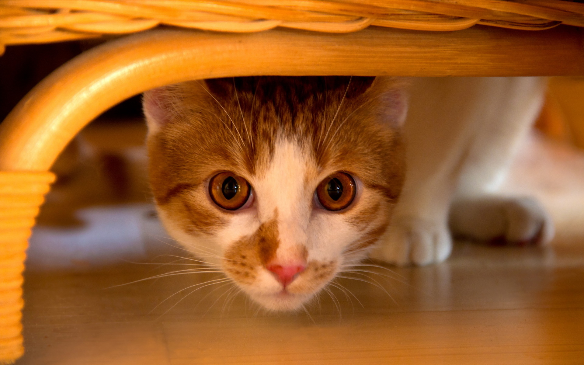 Baixe gratuitamente a imagem Animais, Gatos, Gato na área de trabalho do seu PC