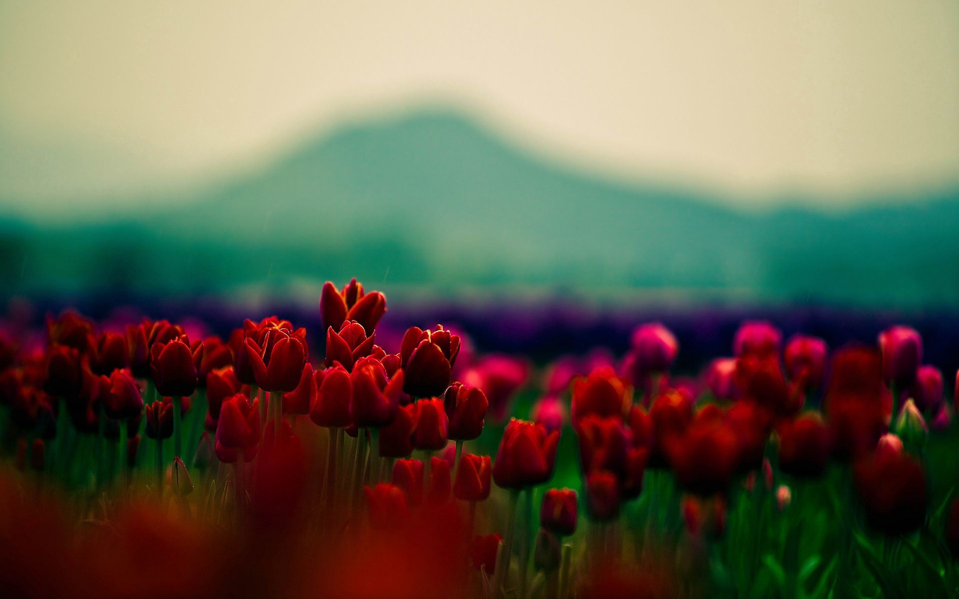 mountains, flowers, tulips, blur, smooth, field