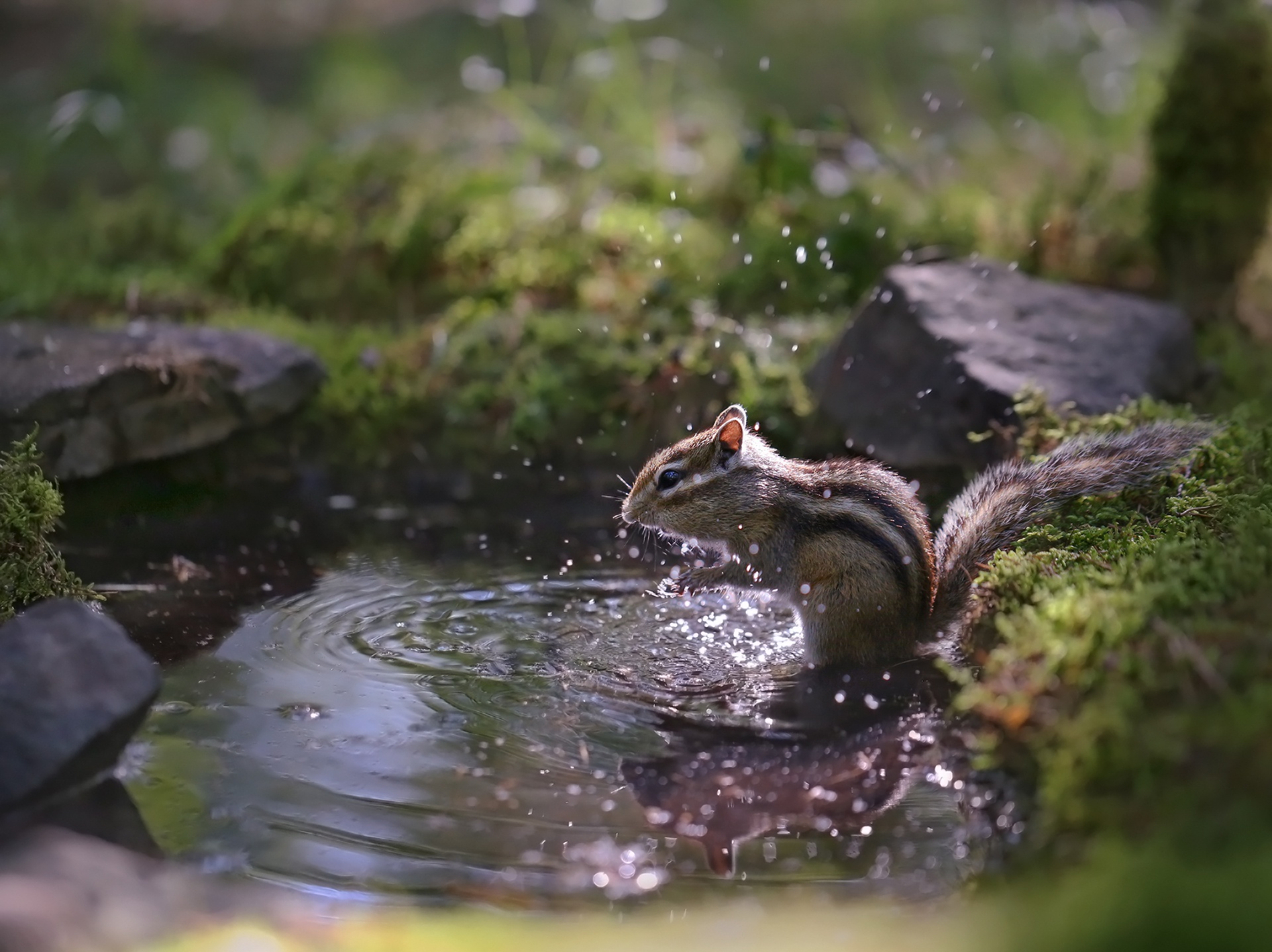 Download mobile wallpaper Animal, Chipmunk for free.