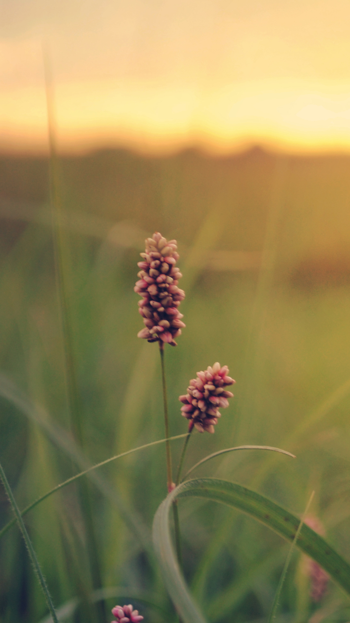 Descarga gratuita de fondo de pantalla para móvil de Hierba, Tierra/naturaleza.