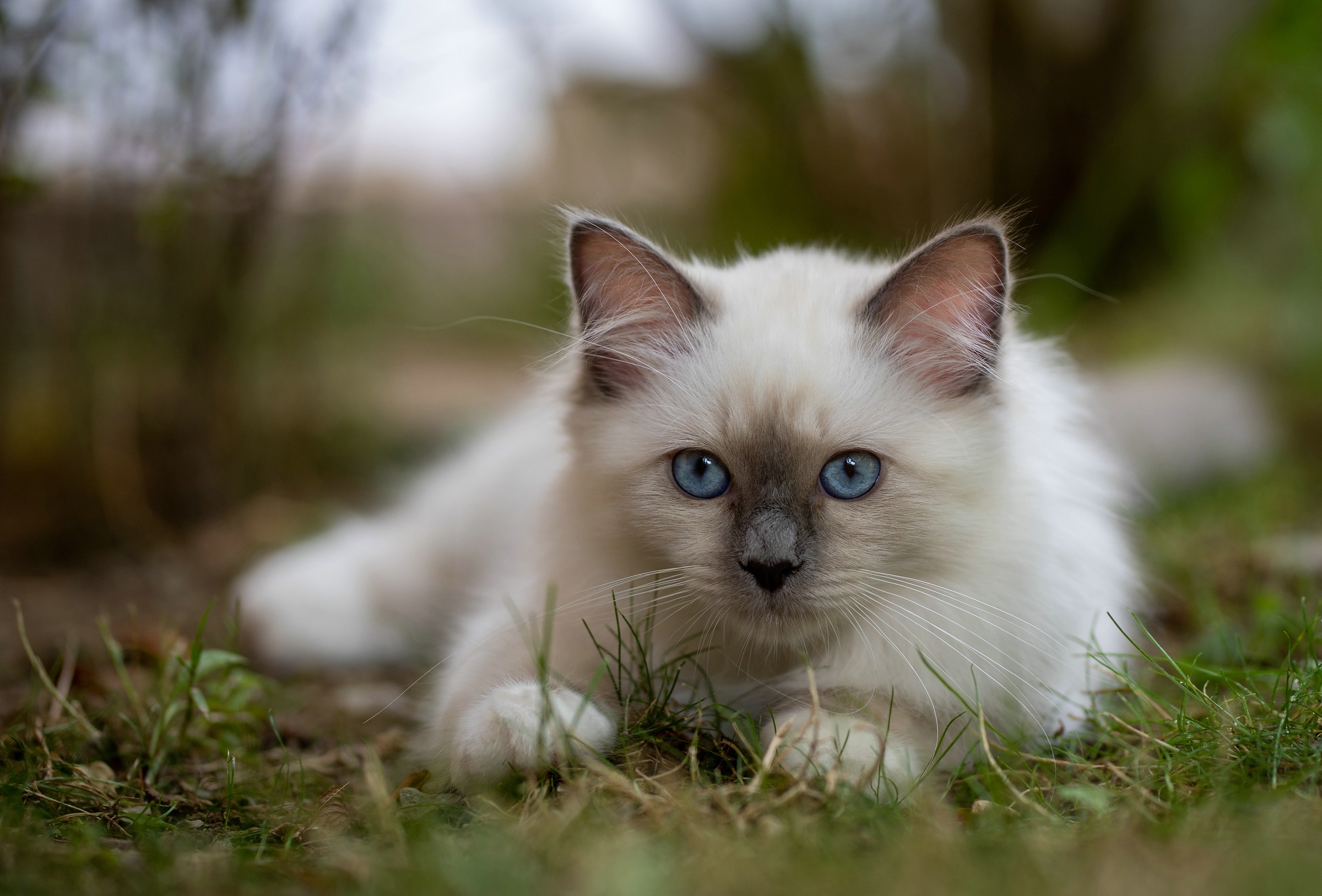 470258 Protetores de tela e papéis de parede Gatos em seu telefone. Baixe  fotos gratuitamente