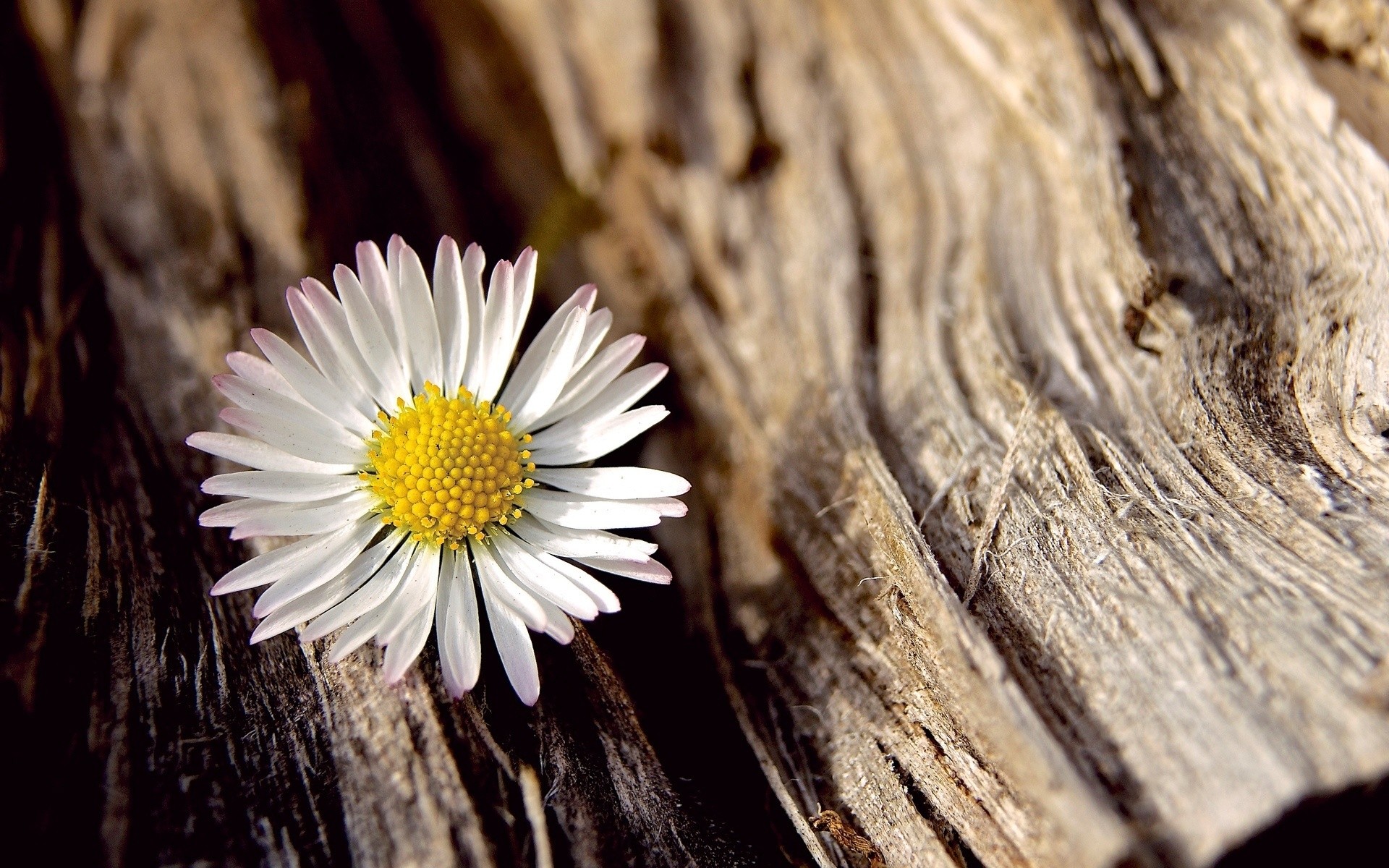 bark, earth, daisy, close up, white flower, flowers