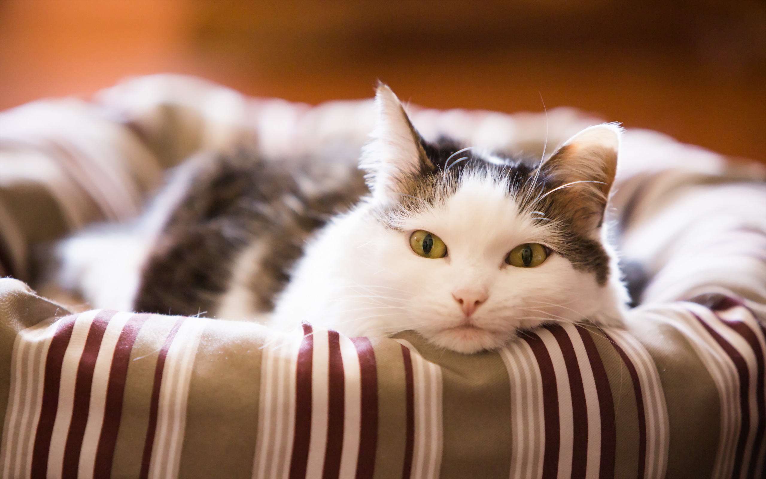 Baixe gratuitamente a imagem Animais, Gatos, Gato na área de trabalho do seu PC