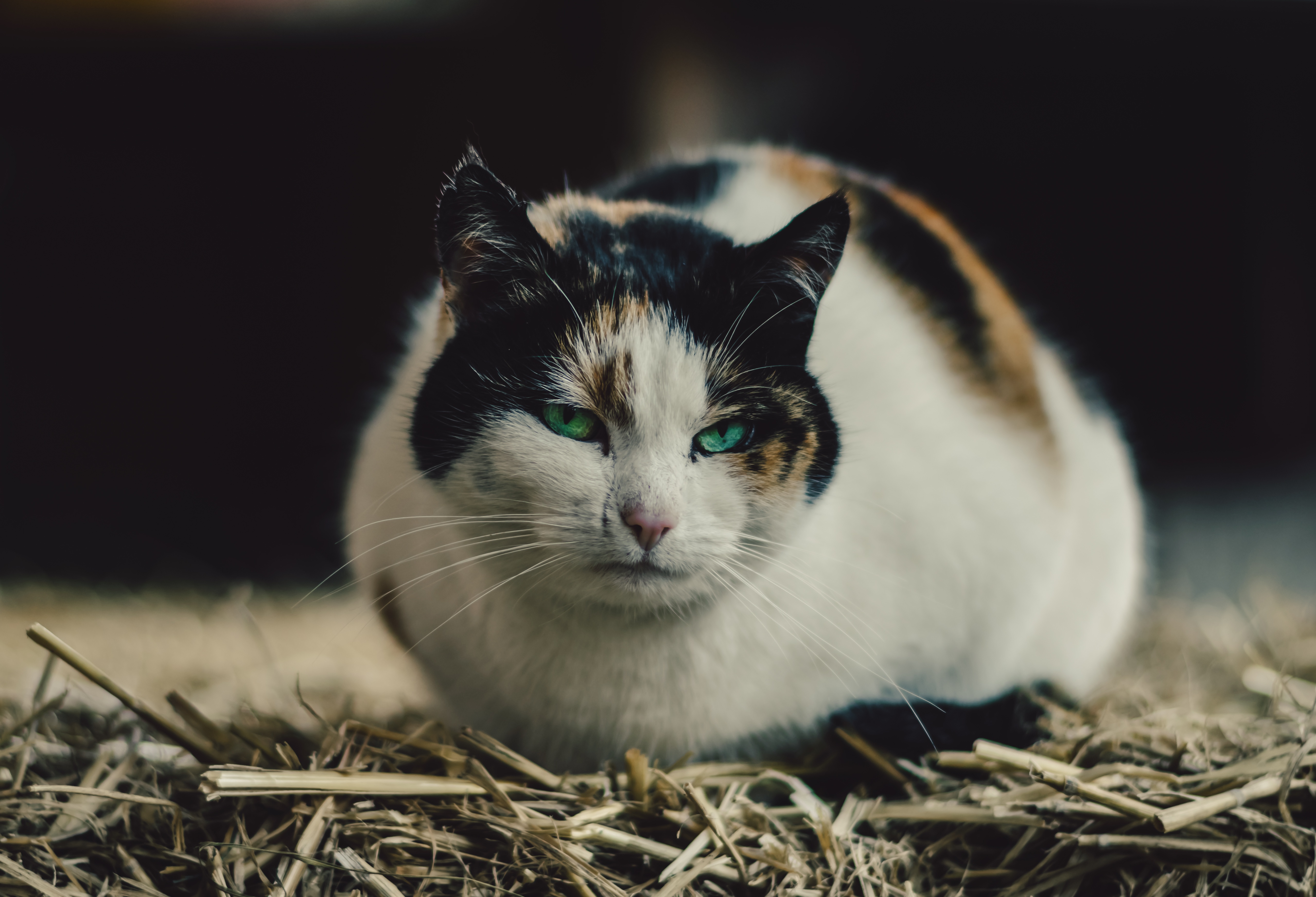 無料モバイル壁紙動物, ネコ, 猫, 見詰めるをダウンロードします。