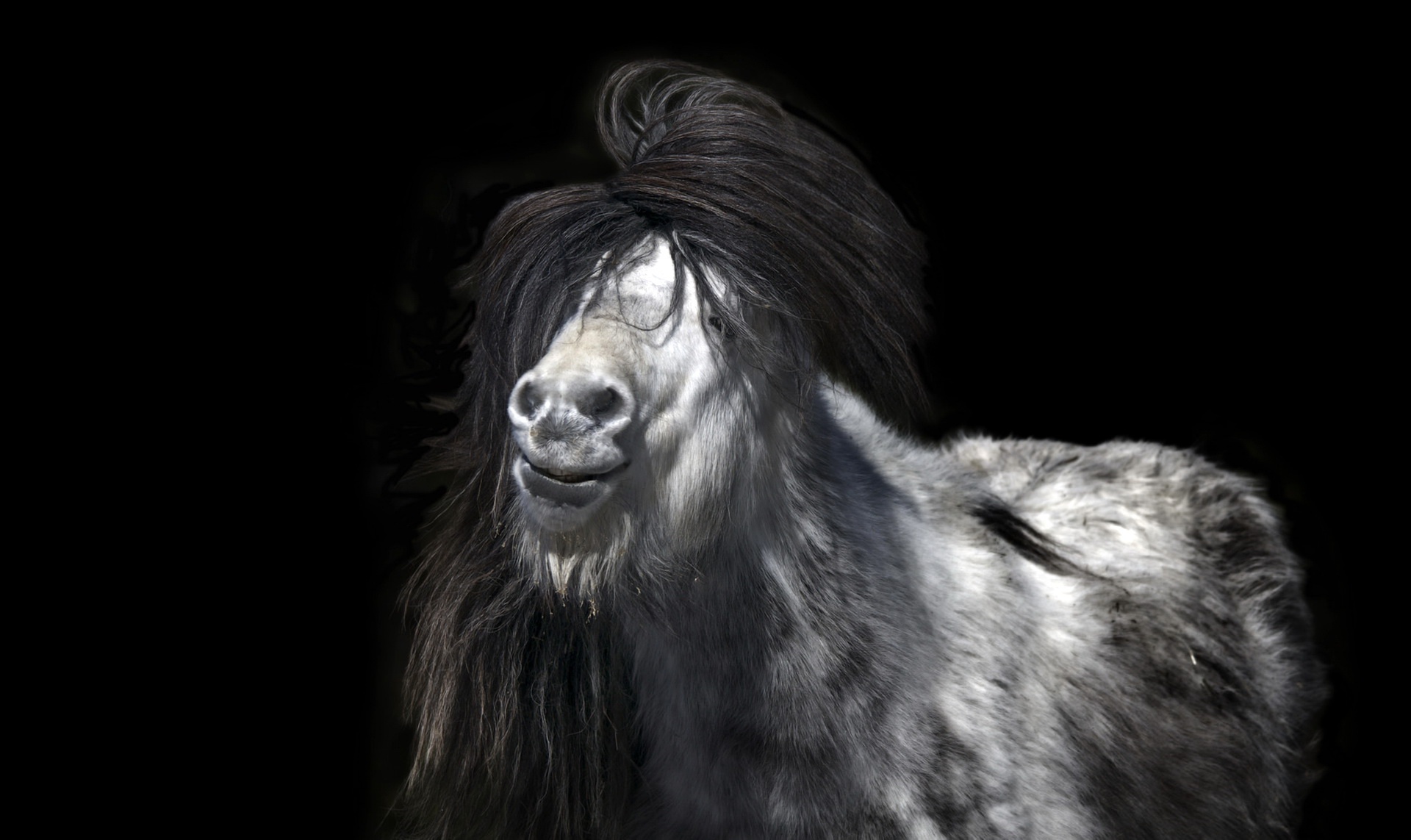 Baixe gratuitamente a imagem Animais, Cavalo na área de trabalho do seu PC