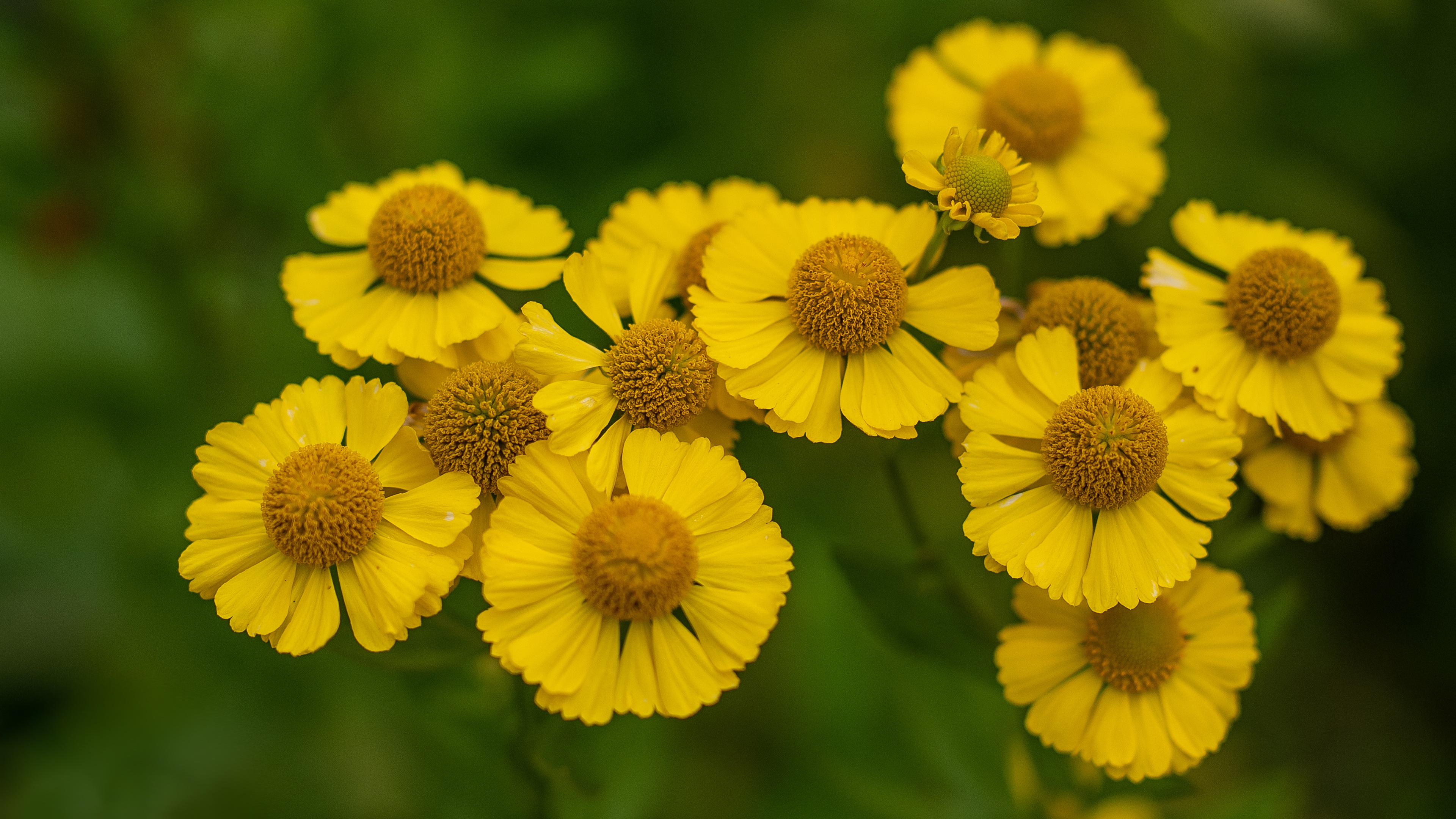 Desktop Backgrounds Flowers 