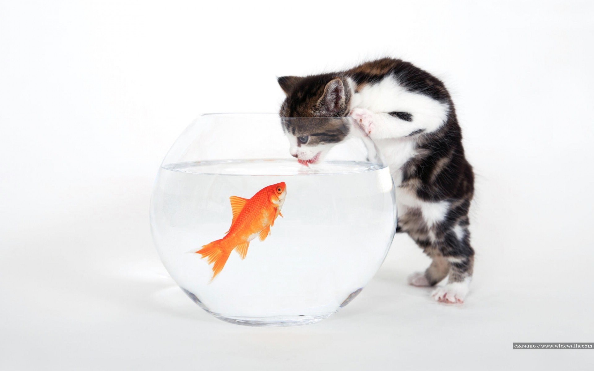 Скачать обои бесплатно Животные, Рыбы, Кошки (Коты Котики), Юмор картинка на рабочий стол ПК